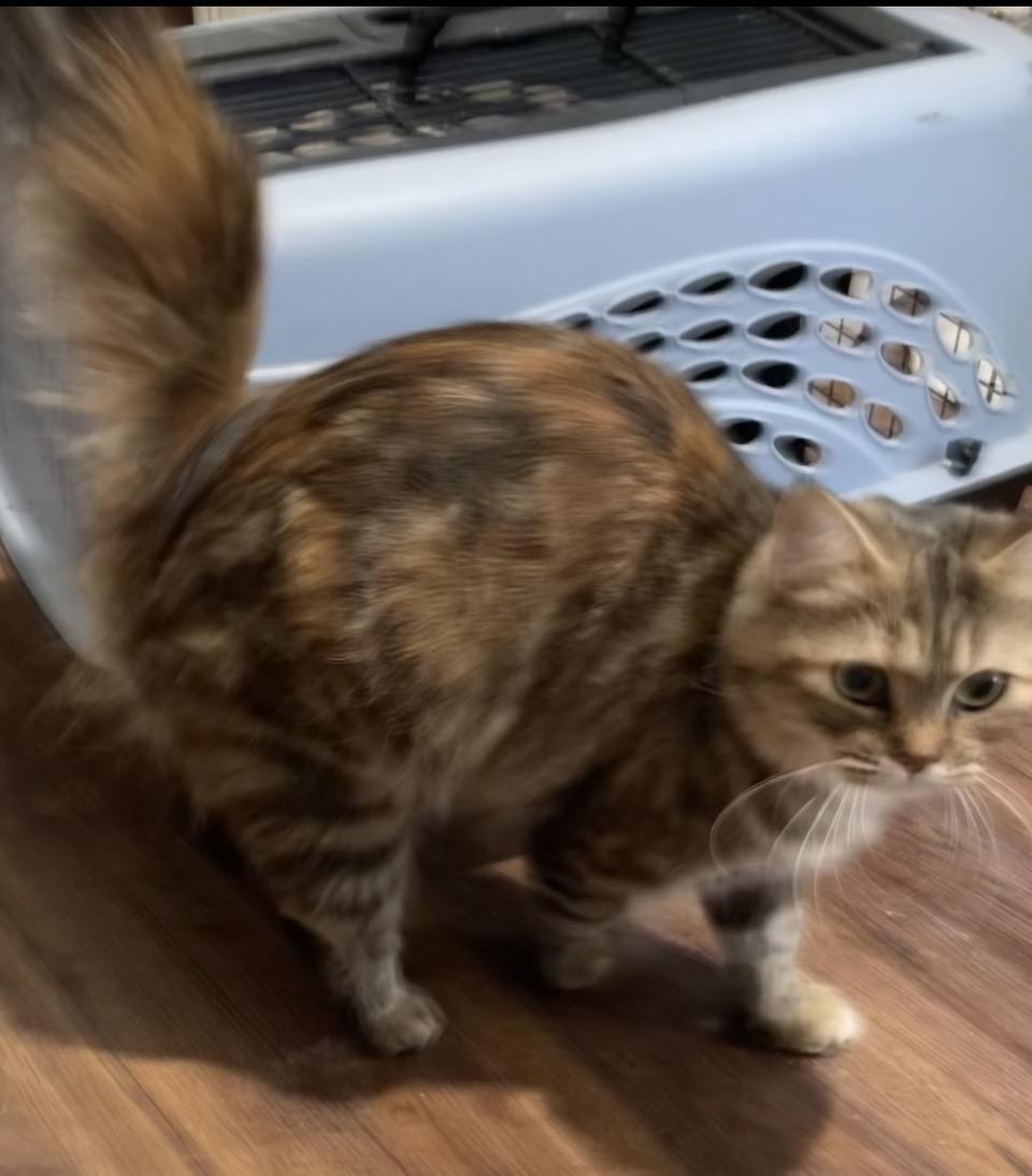 Carmela Portofino Petsmart thumbnail 4