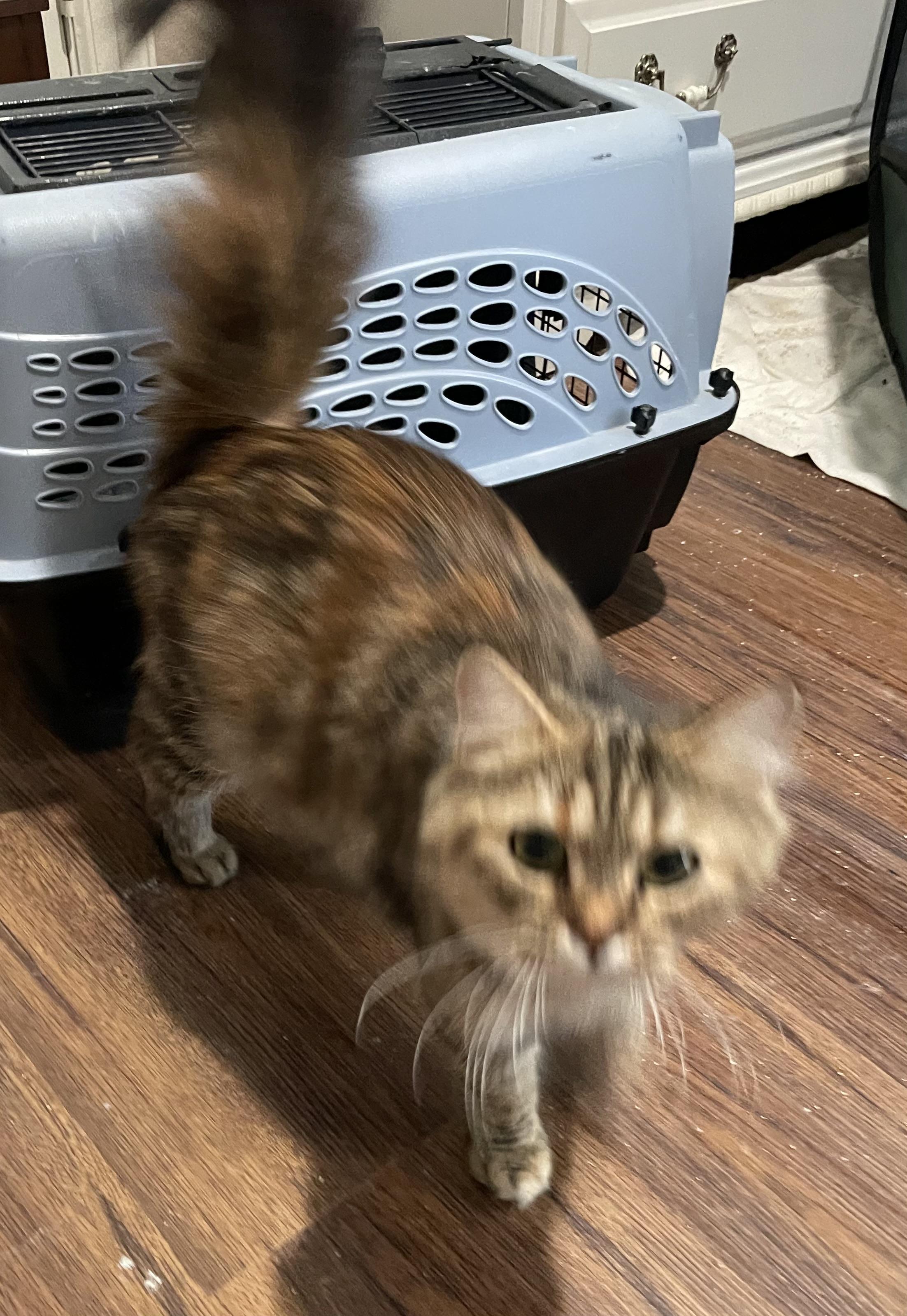 Carmela Portofino Petsmart thumbnail 5