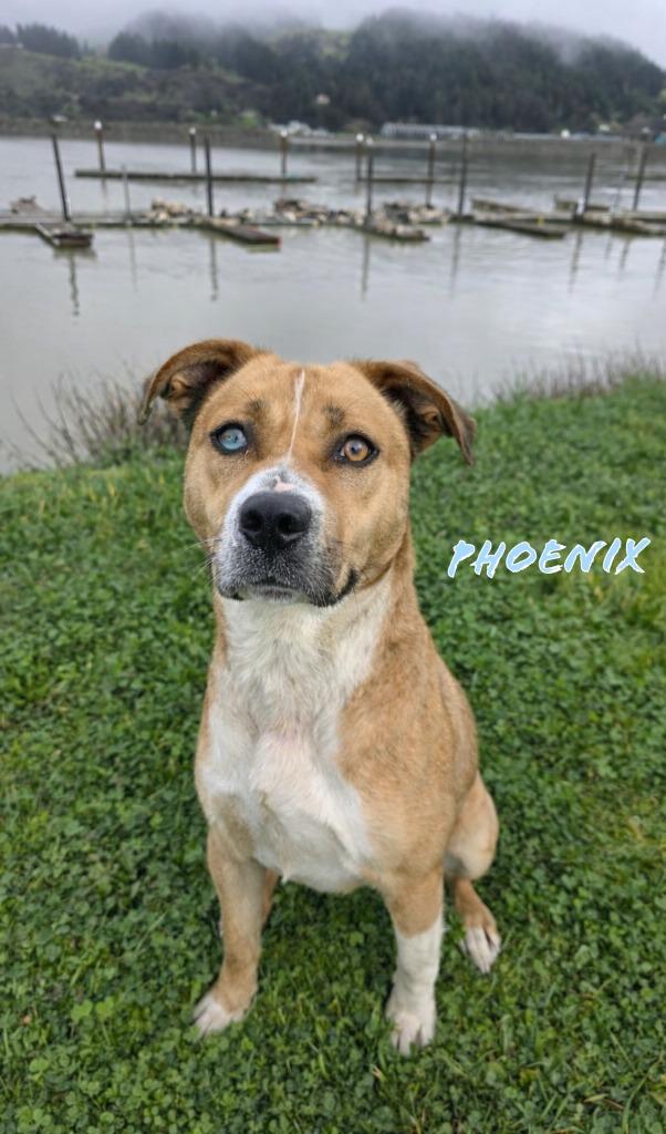 Phoenix, Adoptable, Young Female Australian Cattle Dog / Blue Heeler.