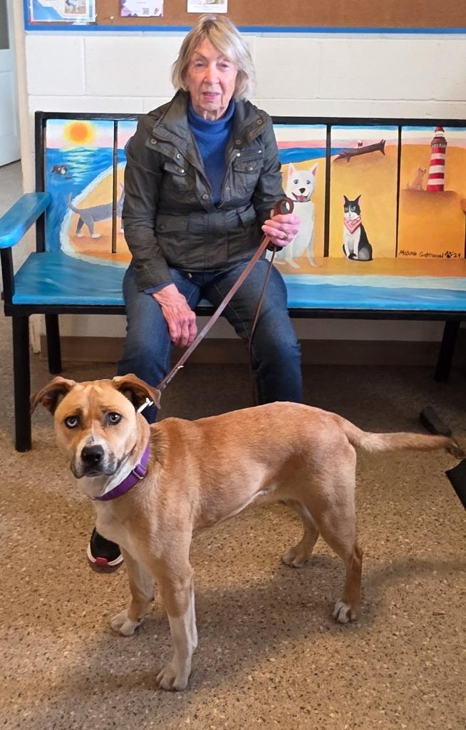 Enlarge Phoenix, a Adopted Australian Cattle Dog / Blue Heeler in Gold Beach, OR image 2/2