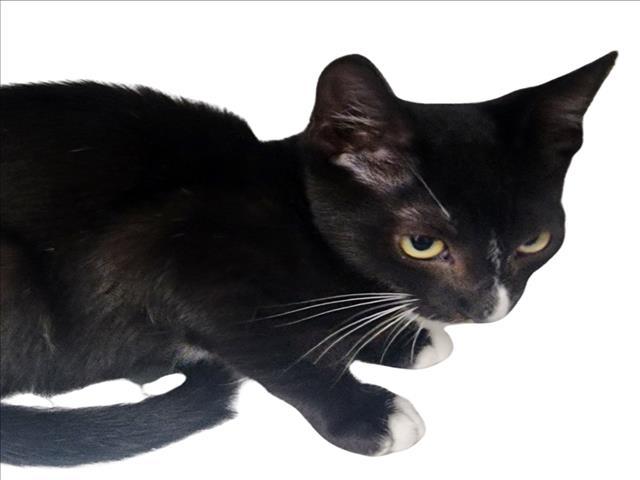 Enlarge JUAN, a Adoptable Domestic Short Hair in Tracy, CA image 1/1