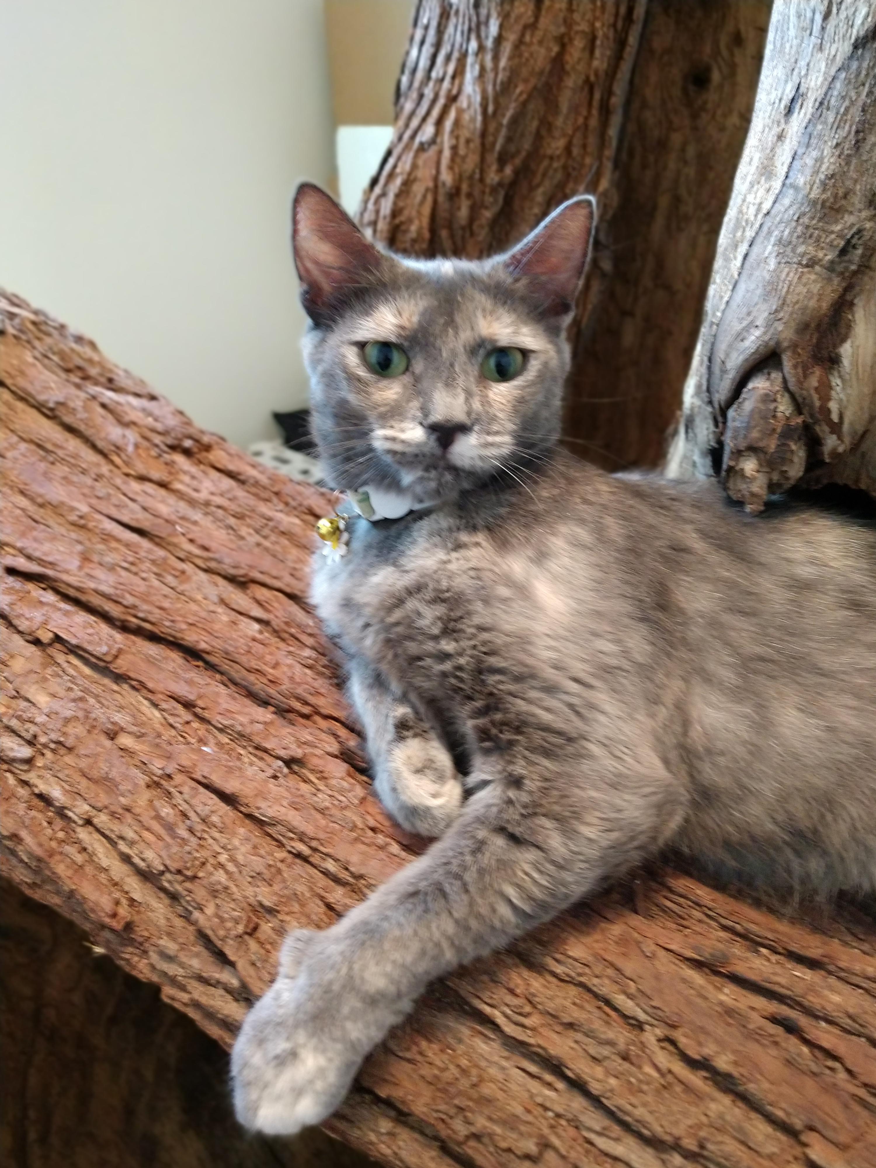 Queenie, a ADOPTABLE Dilute Tortoiseshell in Savannah, GA image 2/2