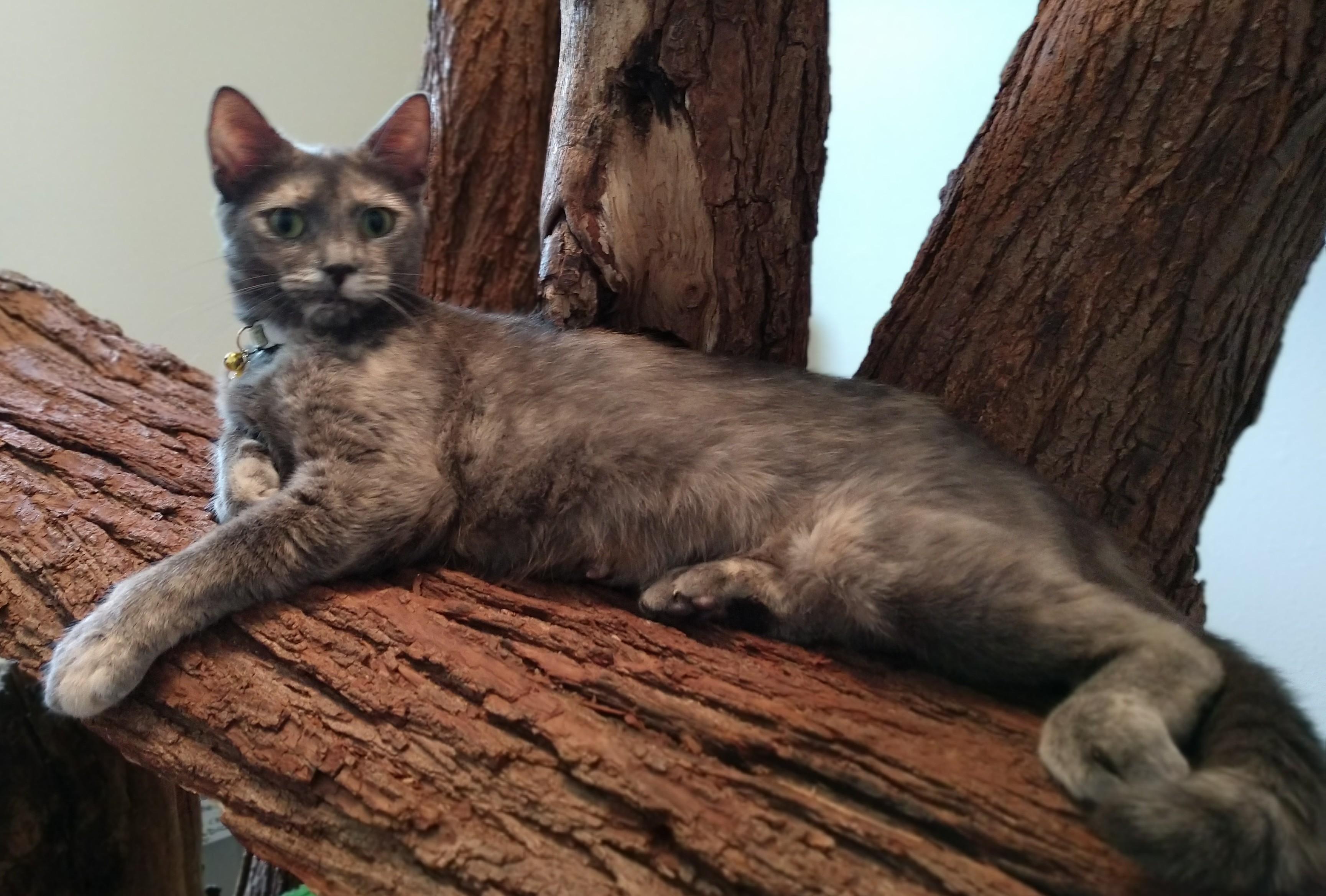 Queenie, ADOPTABLE, Adult Female Dilute Tortoiseshell.
