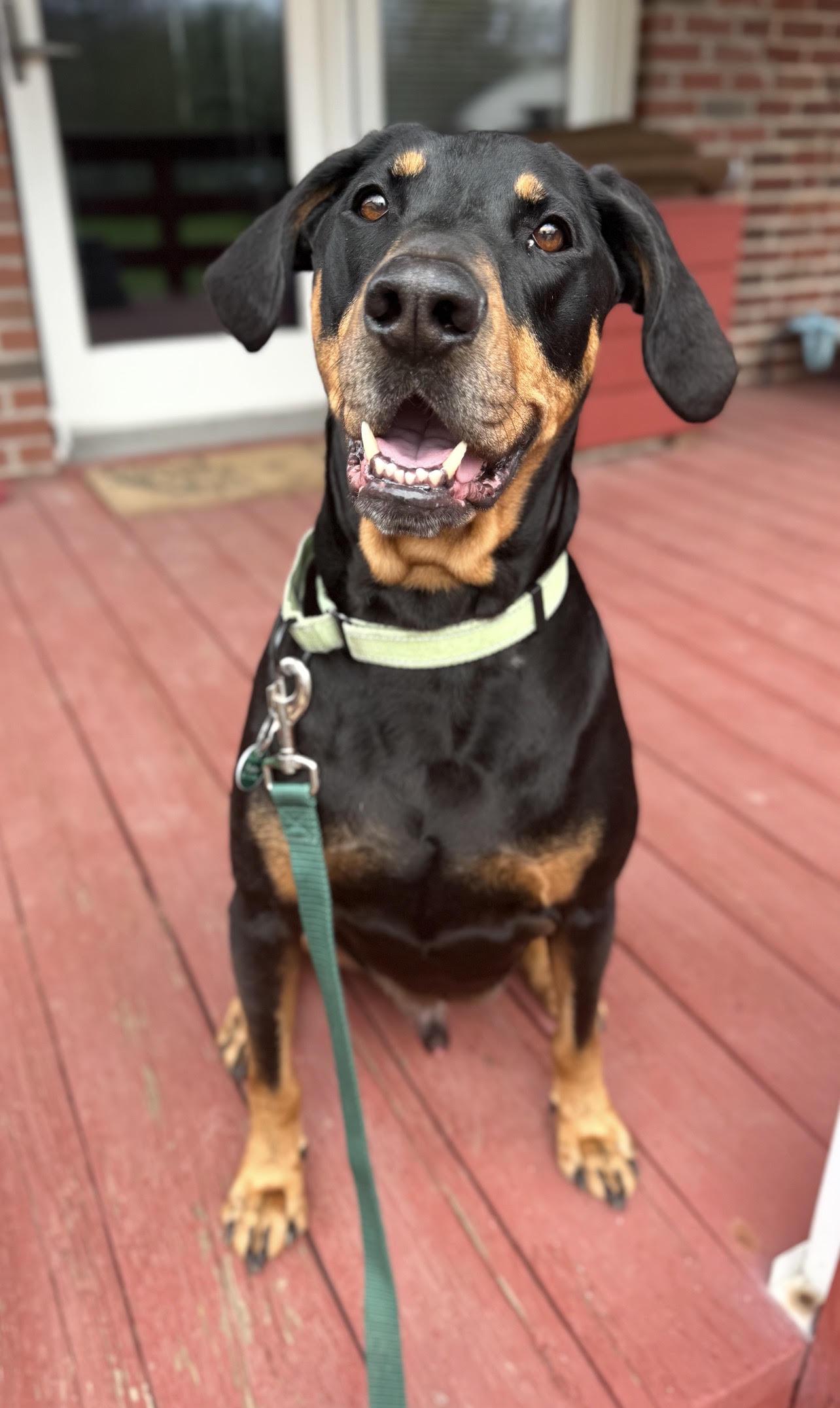 Enlarge Bubba, aka Pickles, a Adoptable Coonhound in North Bay, ON image 4/6