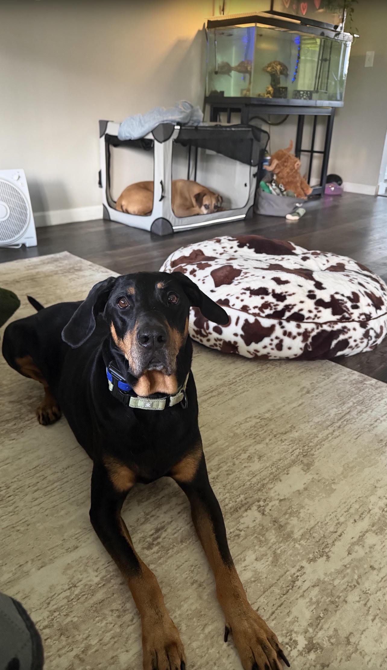 Enlarge Bubba, aka Pickles, a Adoptable Coonhound in North Bay, ON image 3/6