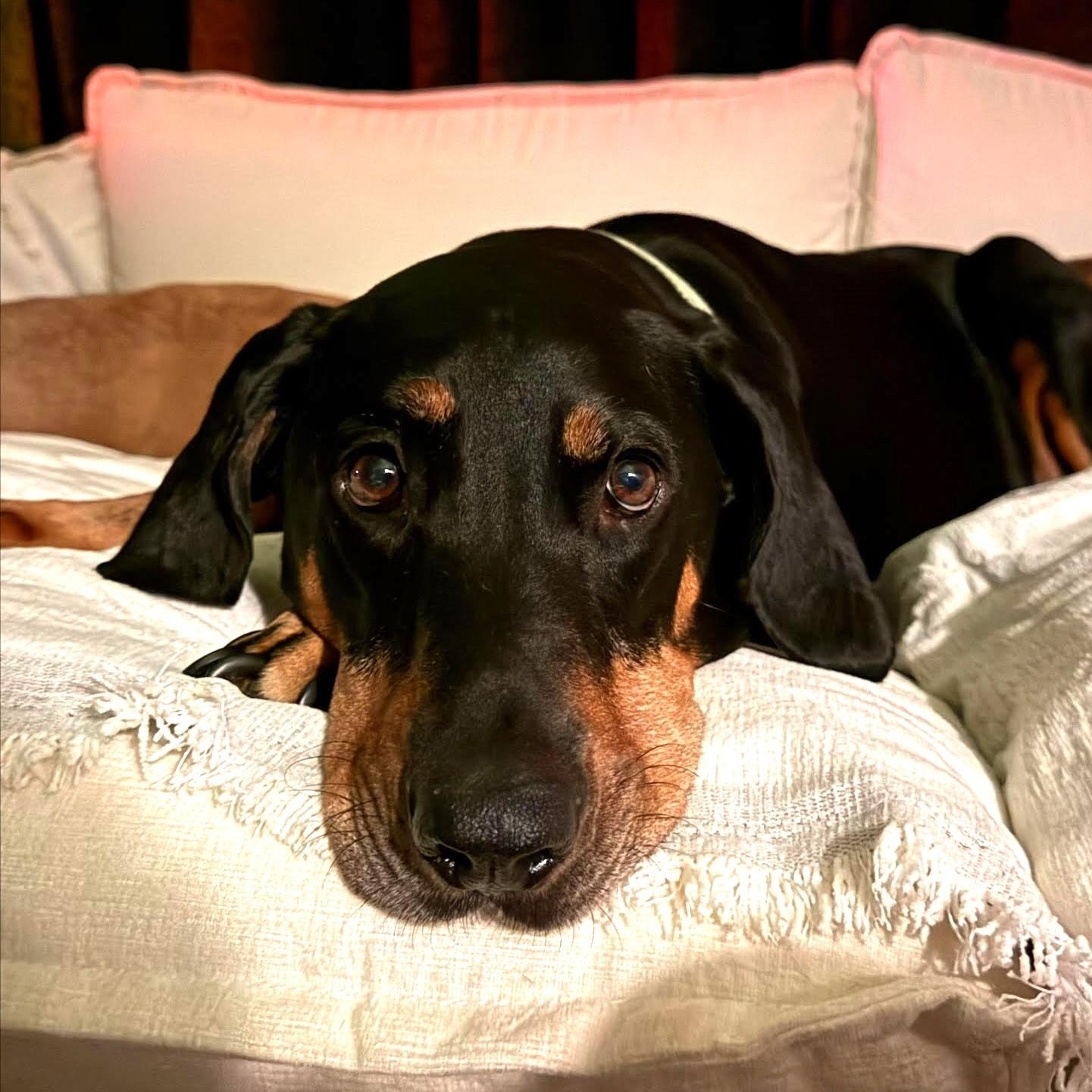 Enlarge Bubba, aka Pickles, a Adoptable Coonhound in North Bay, ON image 1/6