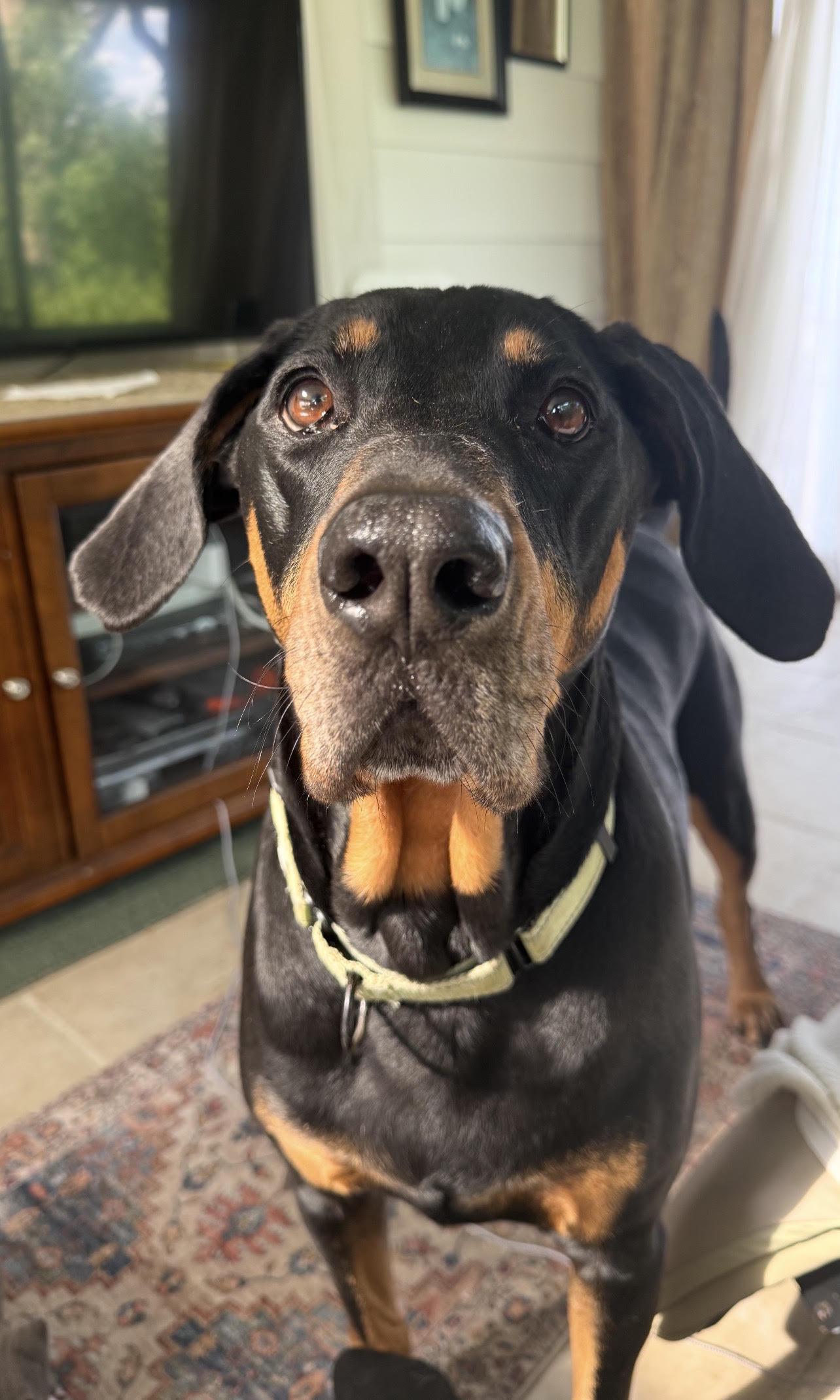 Enlarge Bubba, aka Pickles, a Adoptable Coonhound in North Bay, ON image 2/6