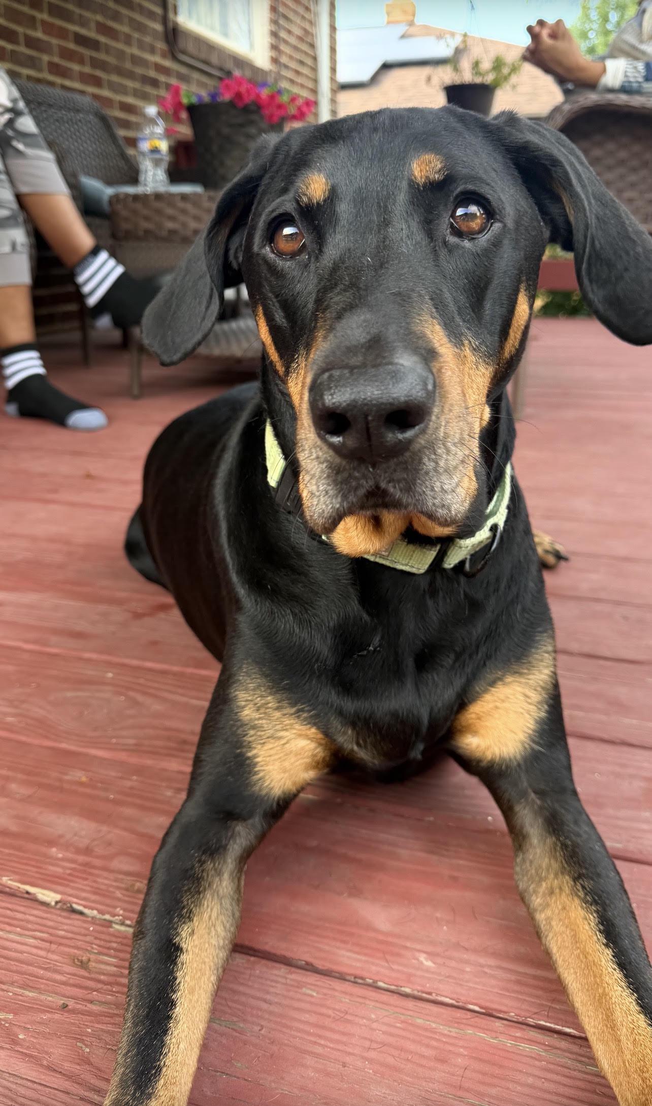 Enlarge Bubba, aka Pickles, a Adoptable Coonhound in North Bay, ON image 5/6