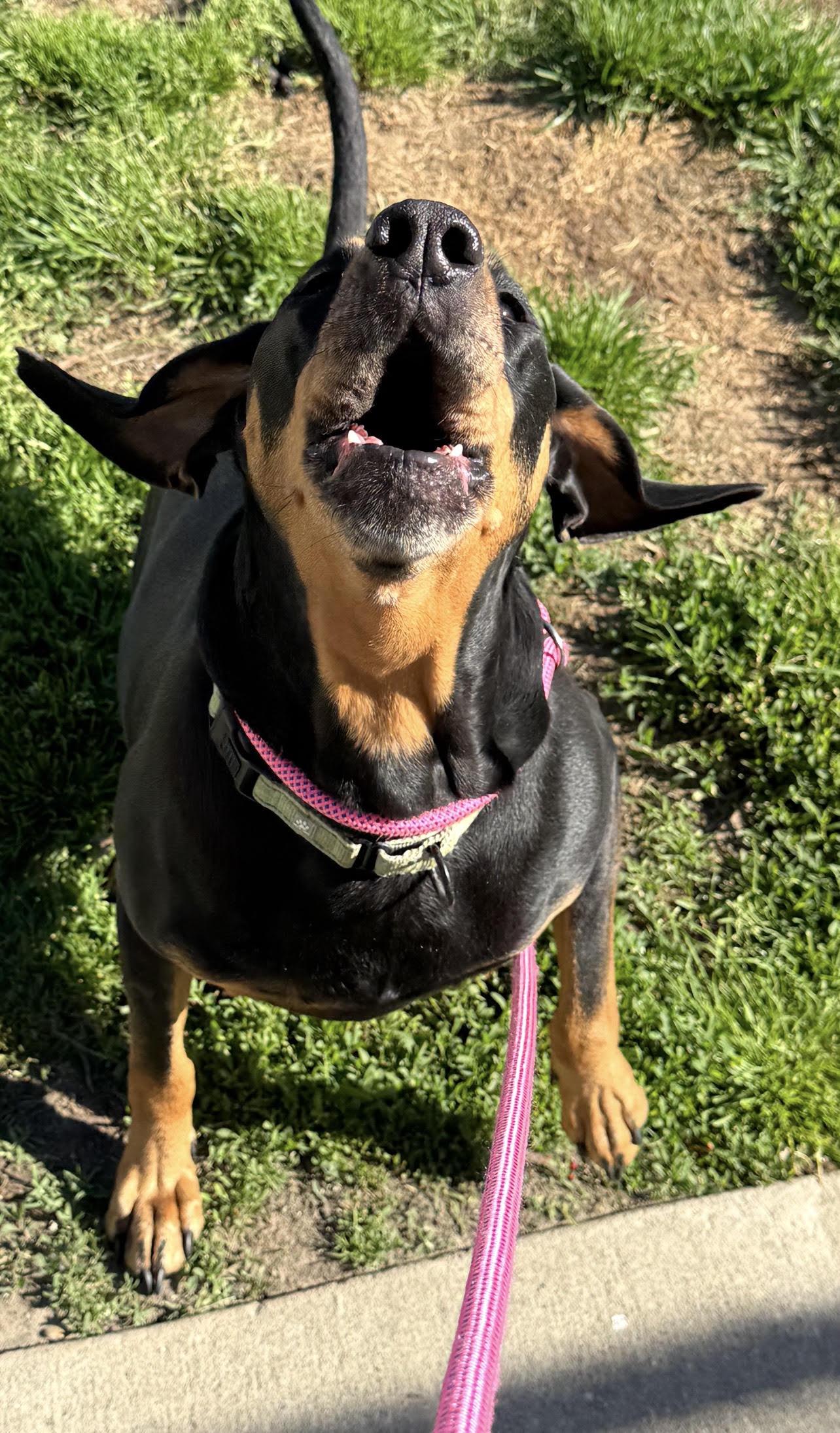 Enlarge Bubba, aka Pickles, a Adoptable Coonhound in North Bay, ON image 6/6
