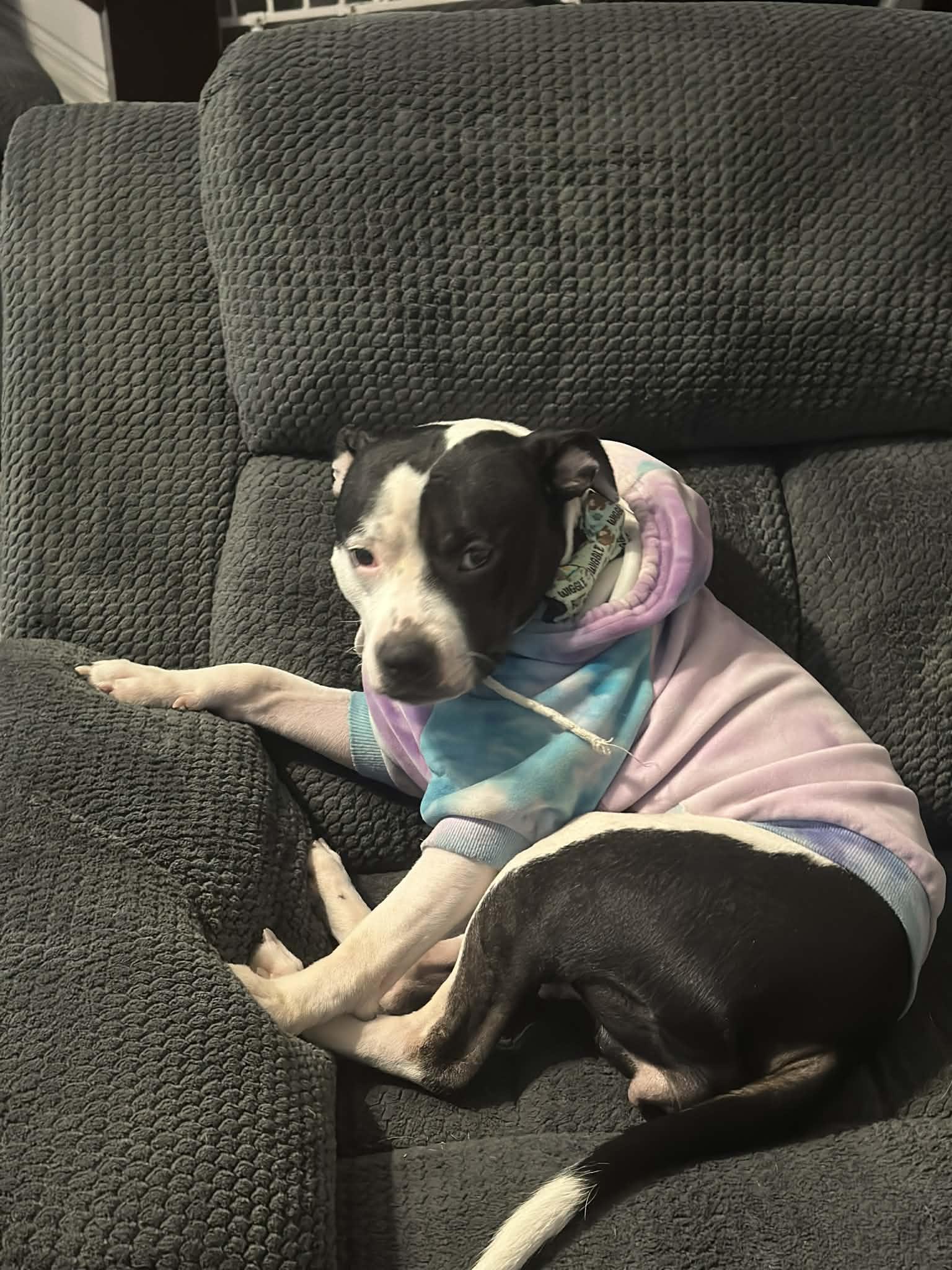 Sidney, Adoptable, Adult Female Pit Bull Terrier.