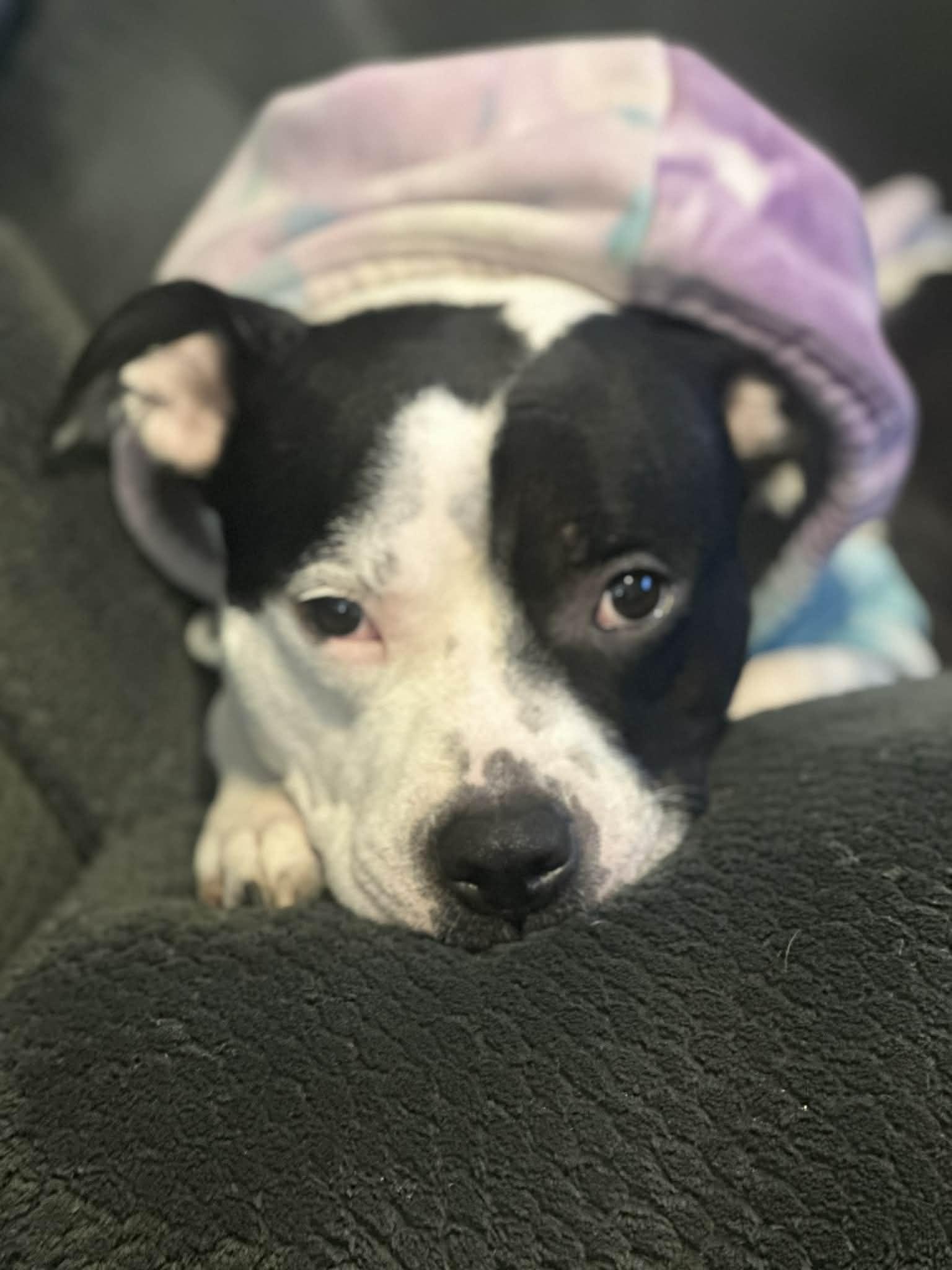 Enlarge Sidney, a Adoptable Pit Bull Terrier in Catasauqua, PA image 2/3