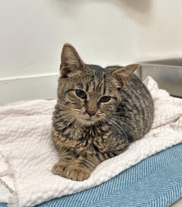 Daisy, Adoptable, Adult Female Domestic Short Hair.