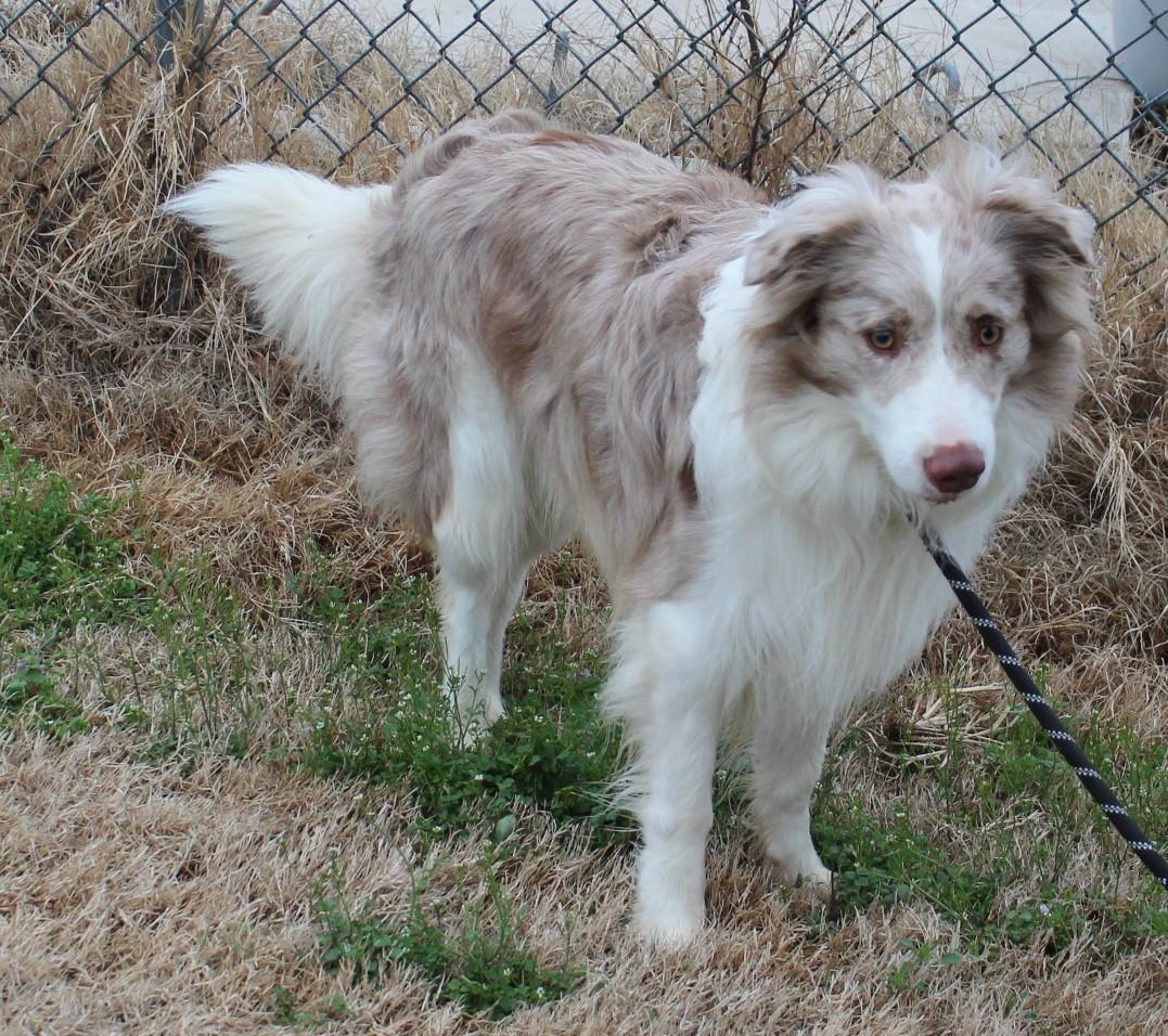 Enlarge MACK, an adopted Australian Shepherd in Claremore, OK image 2/2