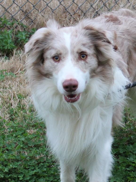 MACK, adopted, Adult Male Australian Shepherd.