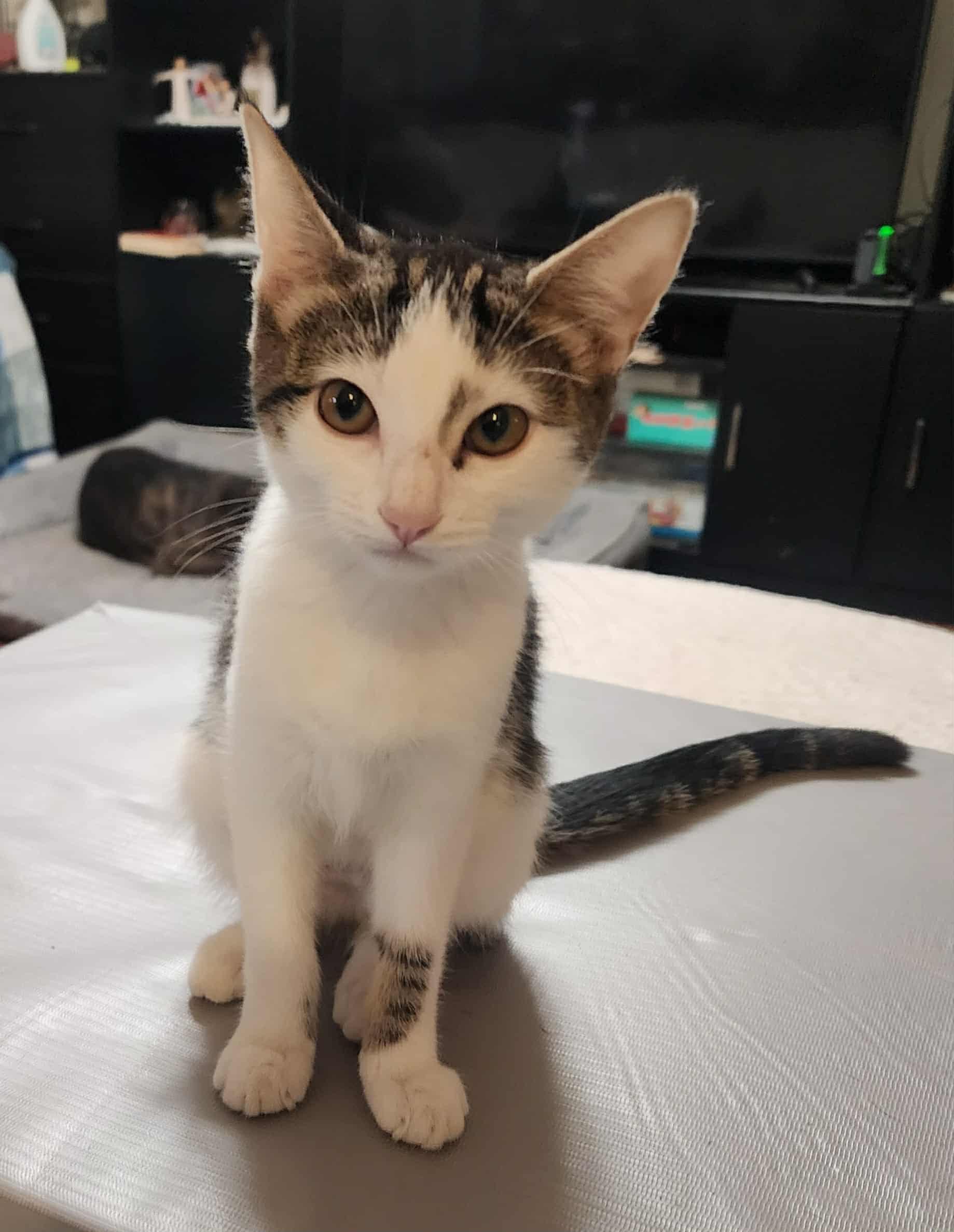 Leona, adopted, Kitten Female Domestic Short Hair.