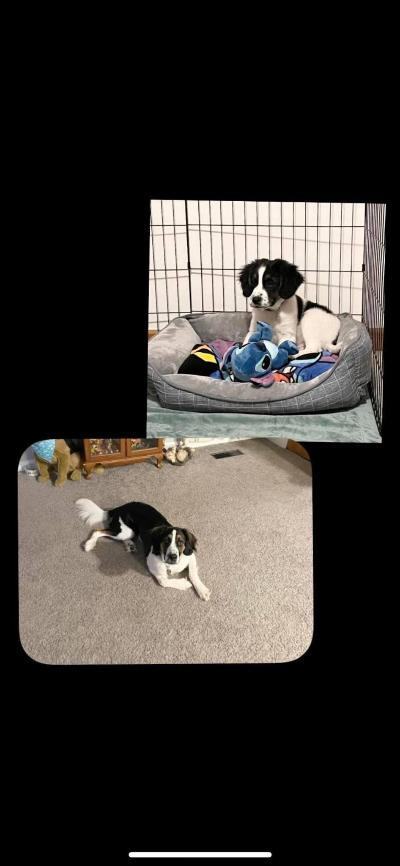 Stich photo 3
