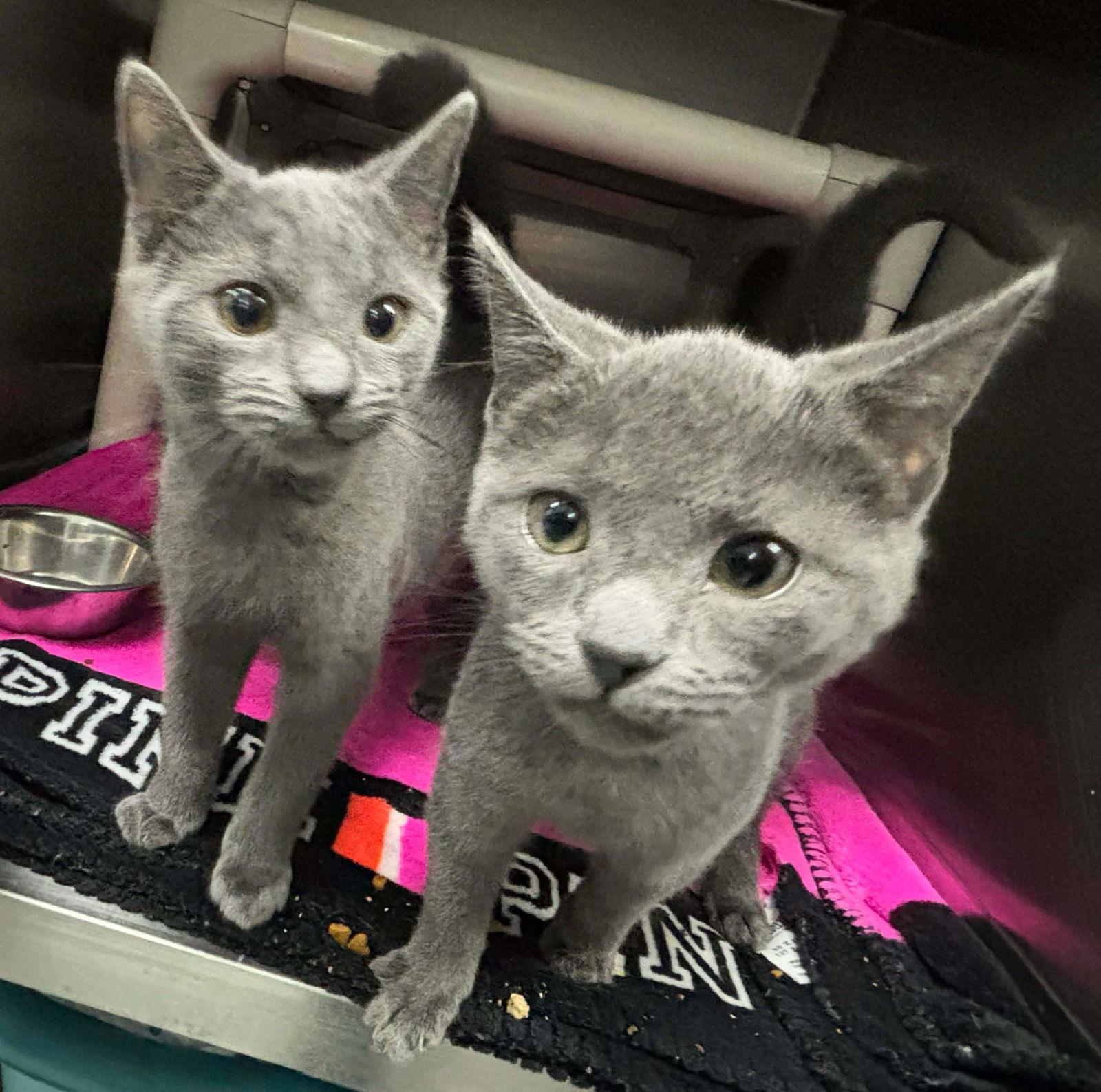 Irina: At shelter, Adopted, Young Female Domestic Short Hair.