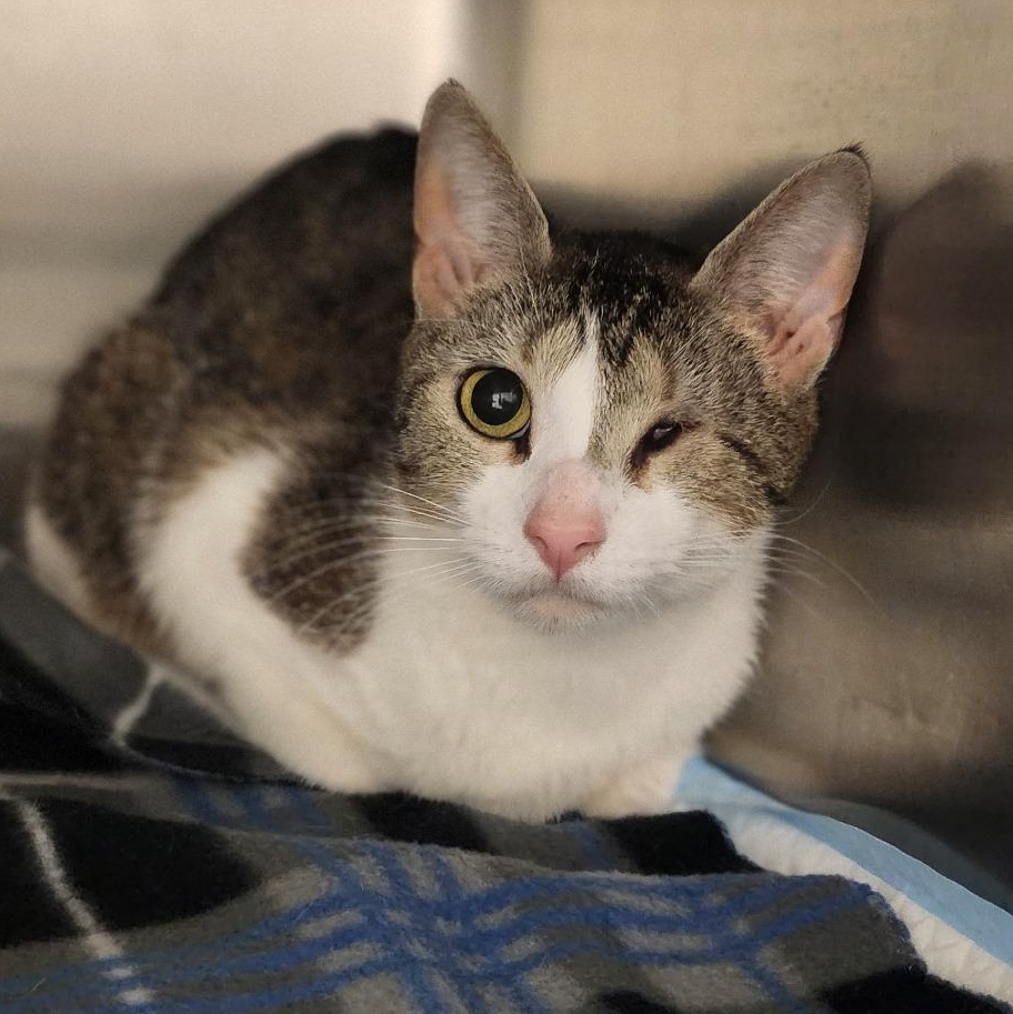 Enlarge Wilma, a ADOPTABLE Domestic Short Hair in Stanley, VA image 1/2