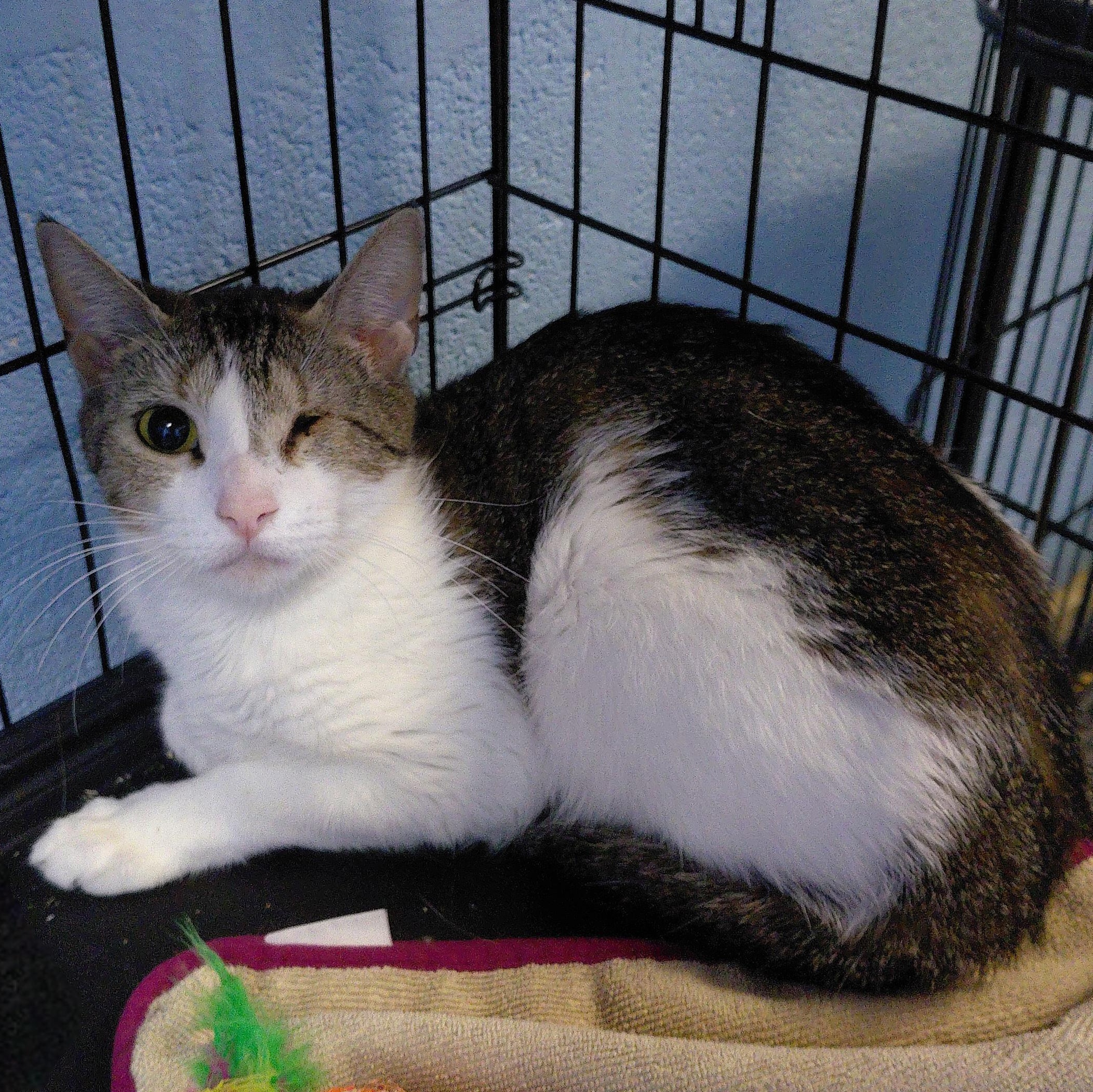 Enlarge Wilma, a ADOPTABLE Domestic Short Hair in Stanley, VA image 2/2