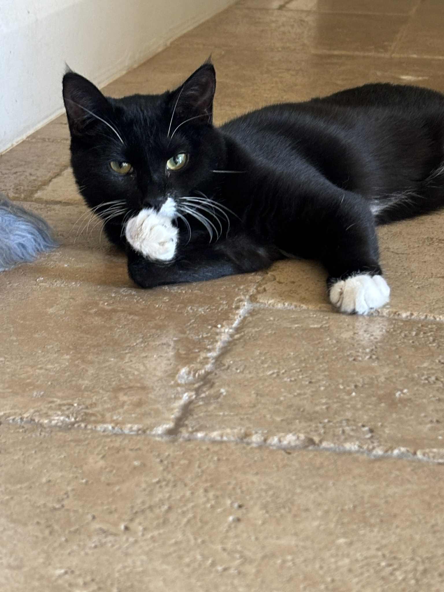 Enlarge Daisy, a Adoptable Tuxedo in St. George, UT image 3/5