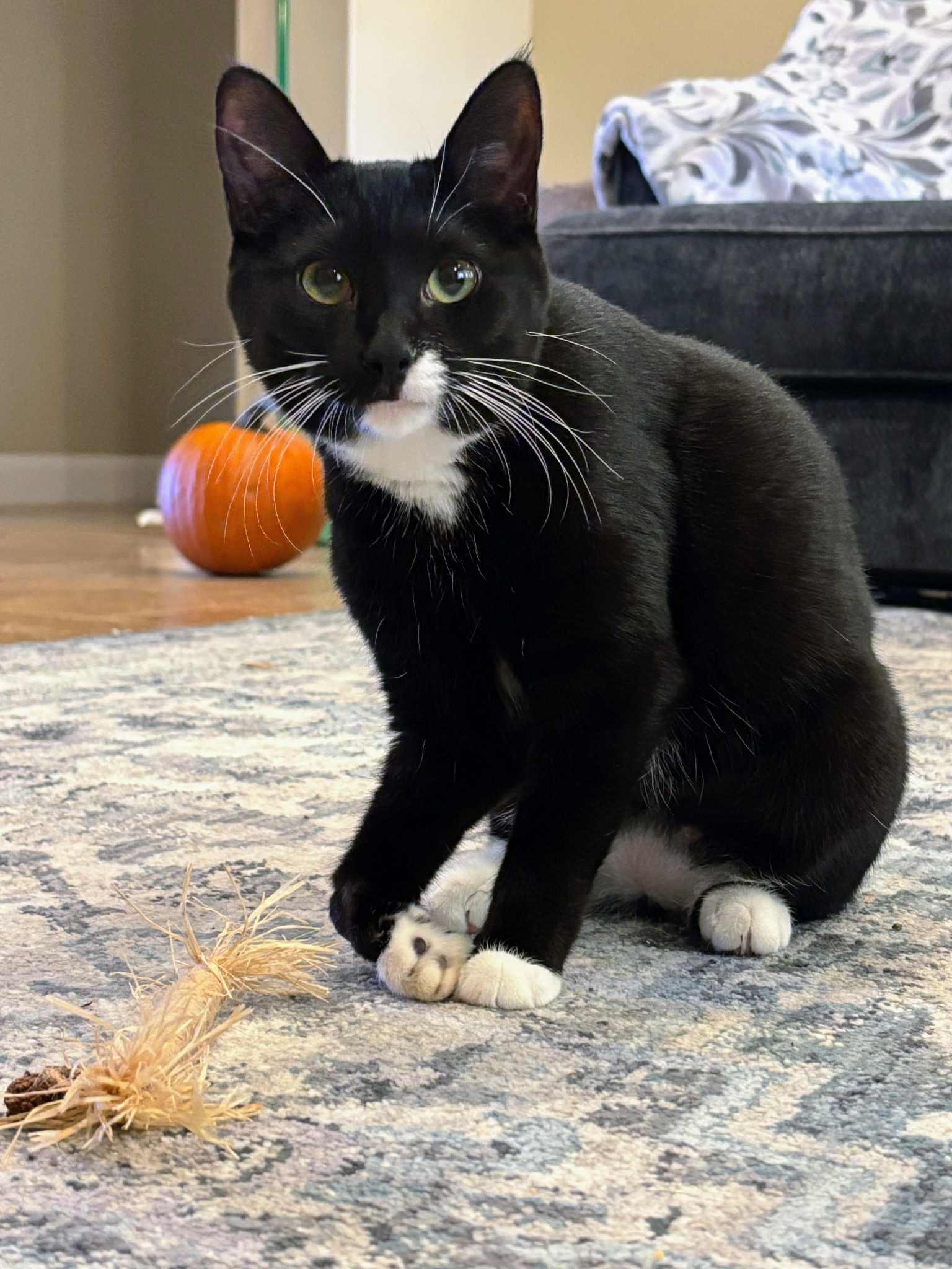 Enlarge Daisy, a Adoptable Tuxedo in St. George, UT image 5/5