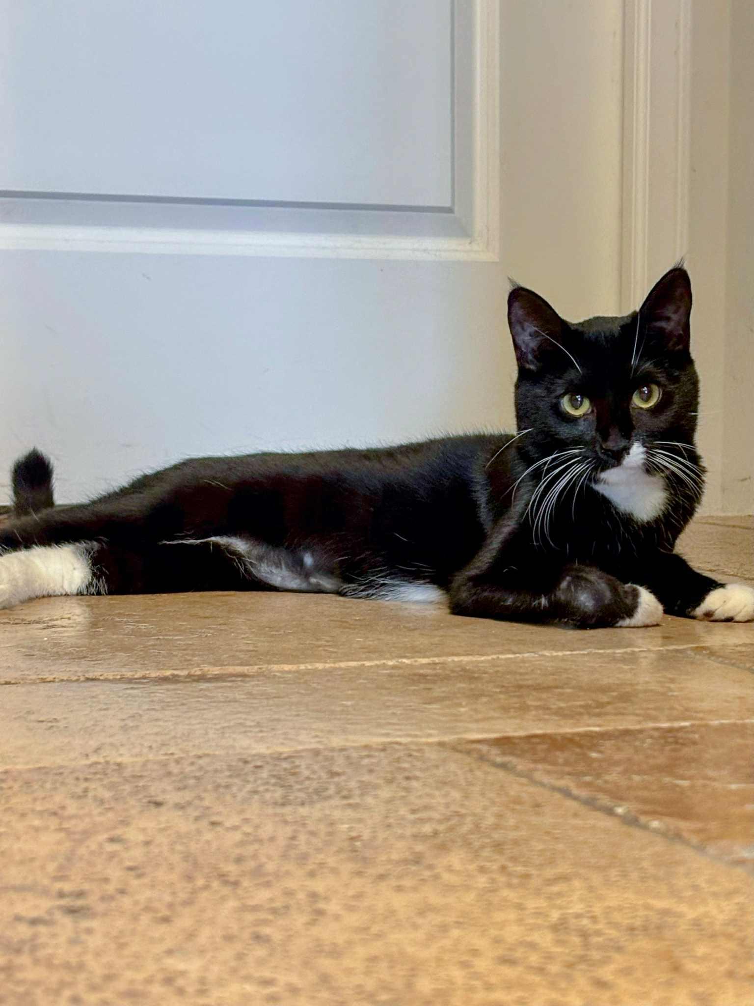 Enlarge Daisy, a Adoptable Tuxedo in St. George, UT image 4/5