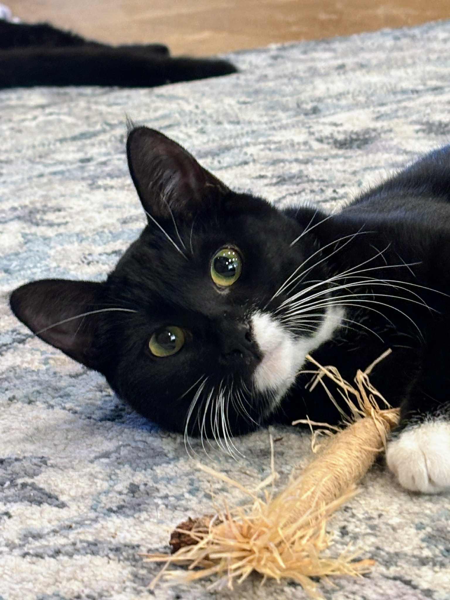Enlarge Daisy, a Adoptable Tuxedo in St. George, UT image 1/5