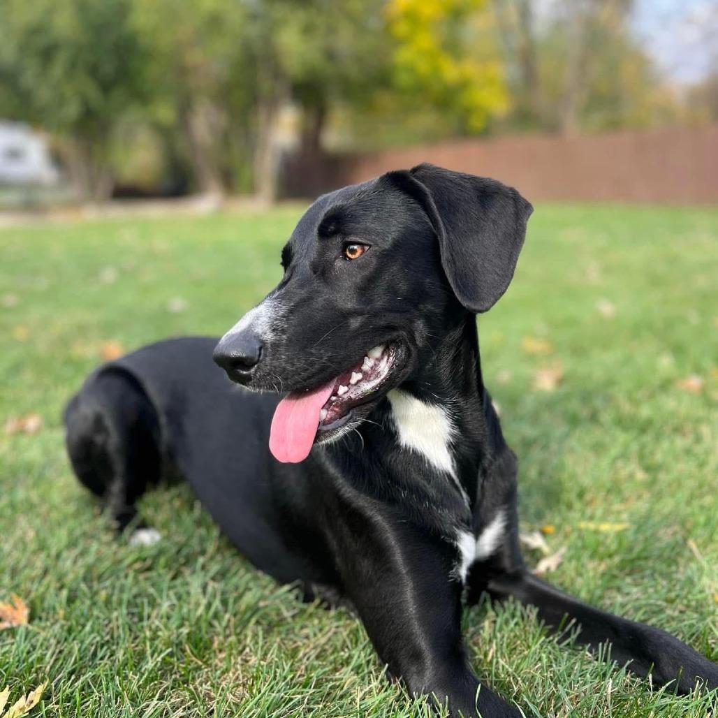 Peppercorn"Pepper", Adoptable, Adult Female Mixed Breed.