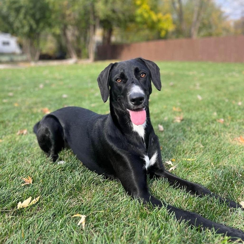 Enlarge Peppercorn"Pepper", a Adoptable Mixed Breed in Huntsville, AL image 2/4