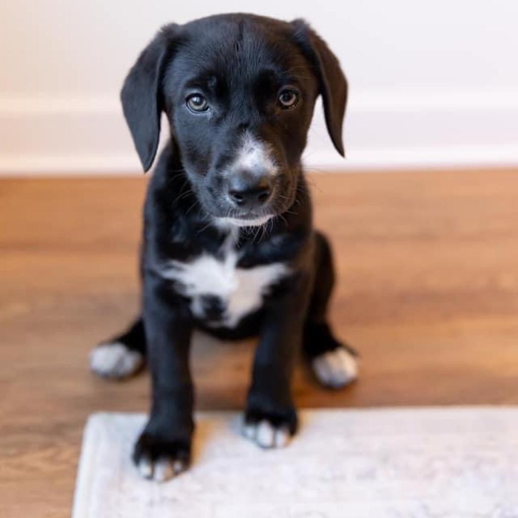 Enlarge Peppercorn"Pepper", a Adoptable Mixed Breed in Huntsville, AL image 3/4