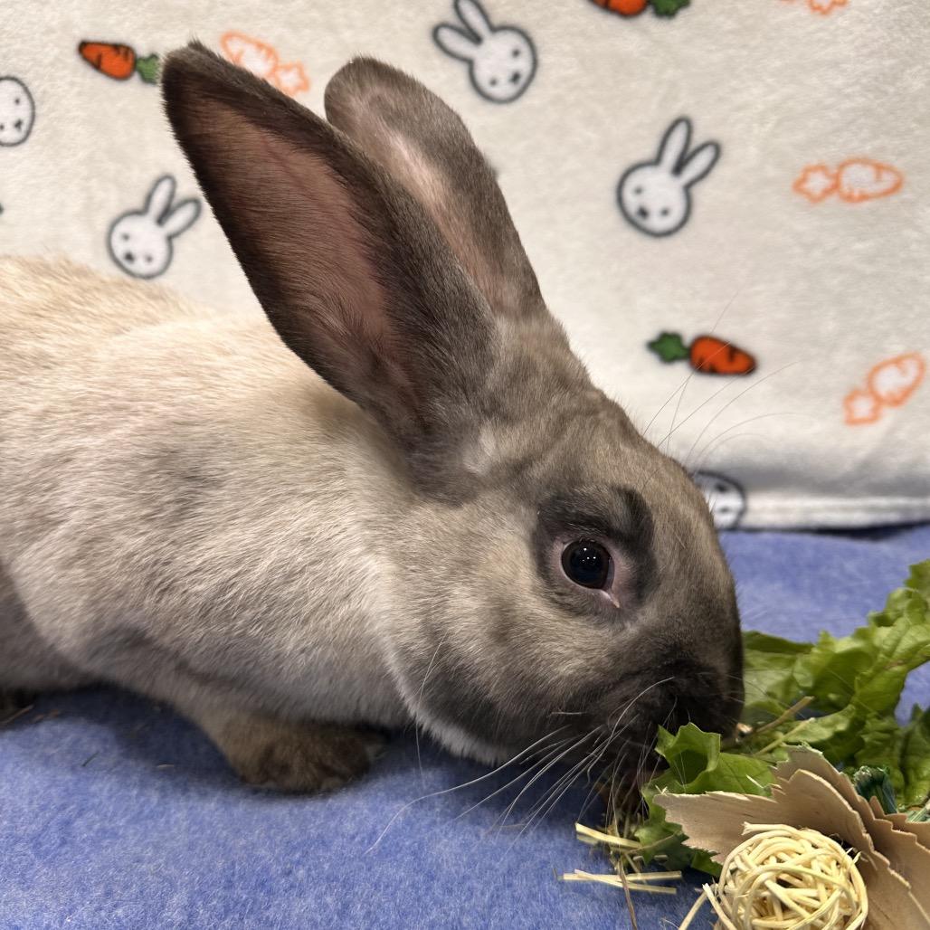Toxel, a Adoptable Bunny Rabbit in Puslinch, ON image 1/5