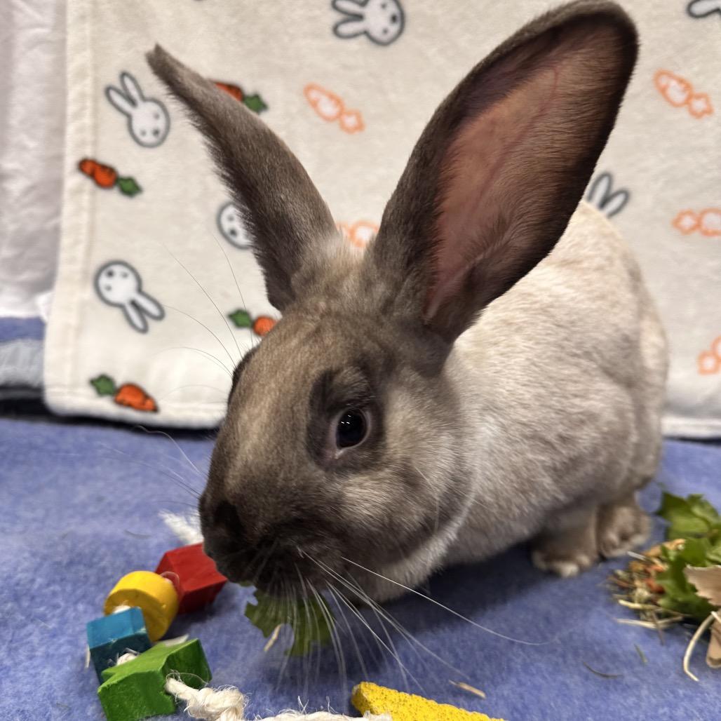 Toxel, a Adoptable Bunny Rabbit in Puslinch, ON image 2/5
