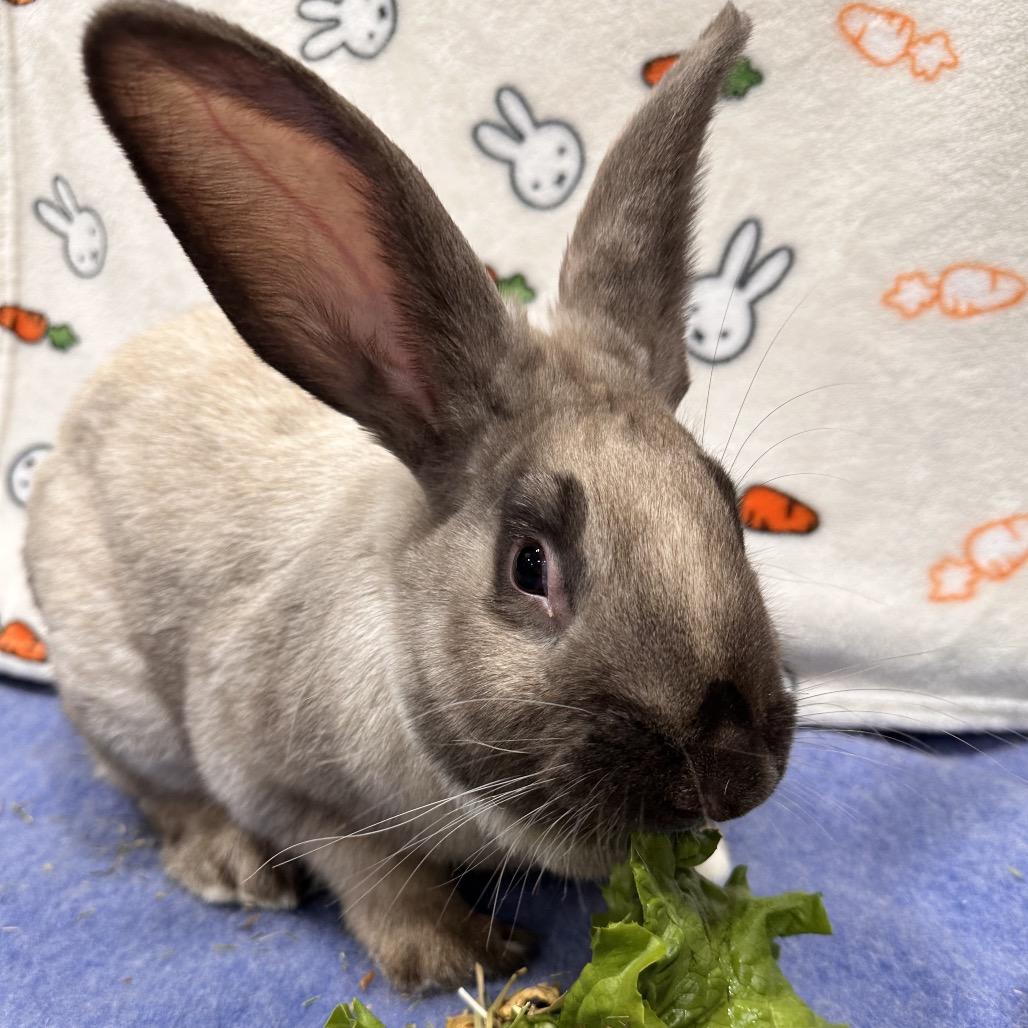 Toxel, a Adoptable Bunny Rabbit in Puslinch, ON image 3/5