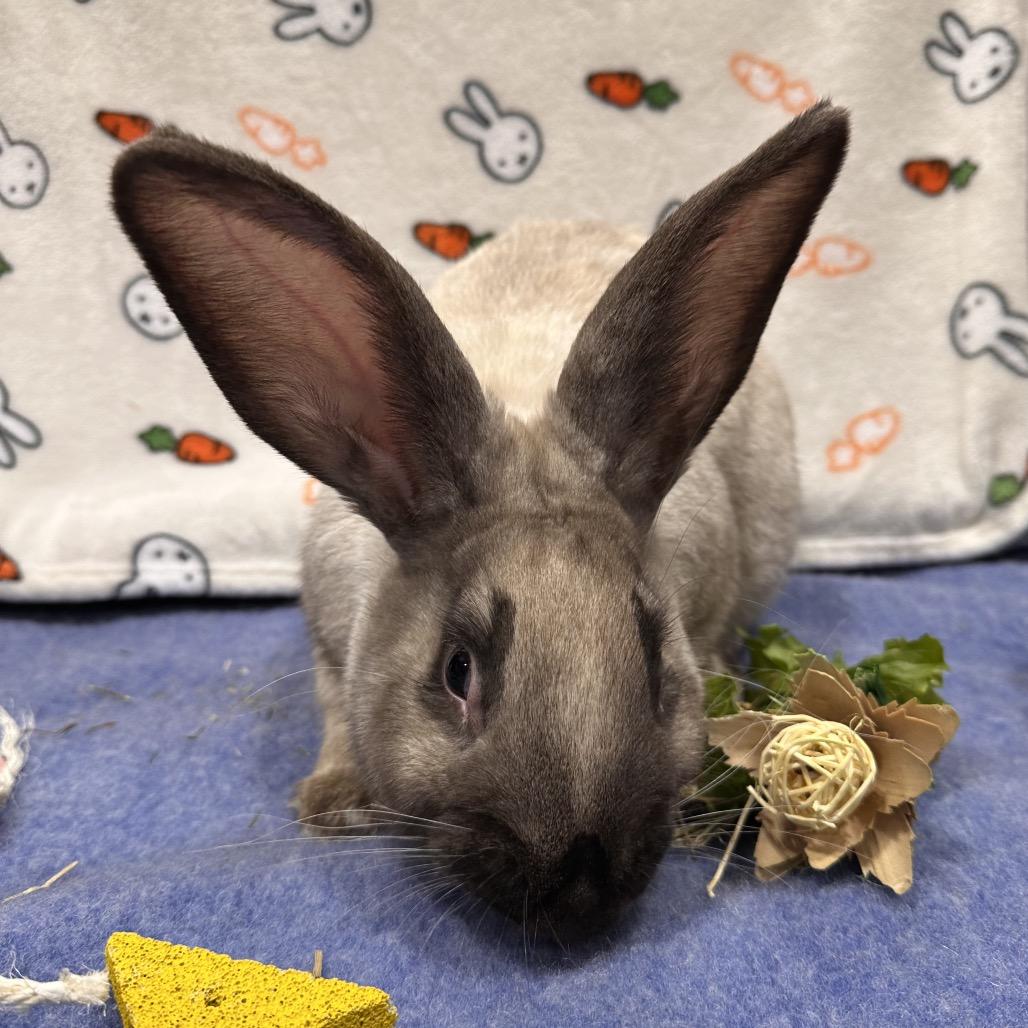 Toxel, a Adoptable Bunny Rabbit in Puslinch, ON image 4/5