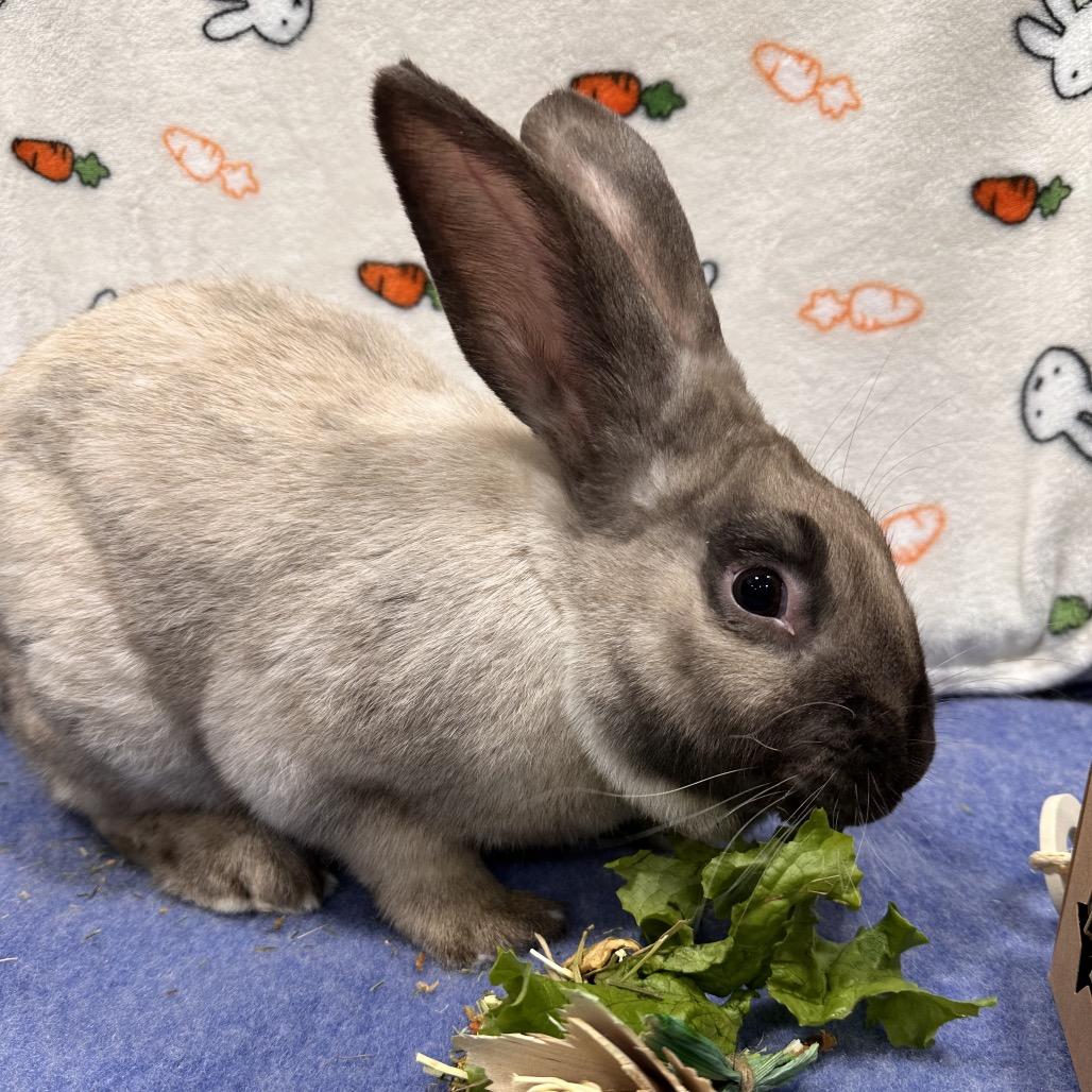 Toxel, a Adoptable Bunny Rabbit in Puslinch, ON image 5/5