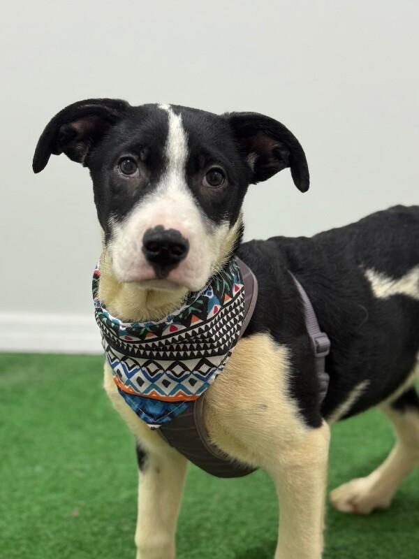 Enlarge Marley, a Adoptable mixed breed in Long Beach, CA image 1/1