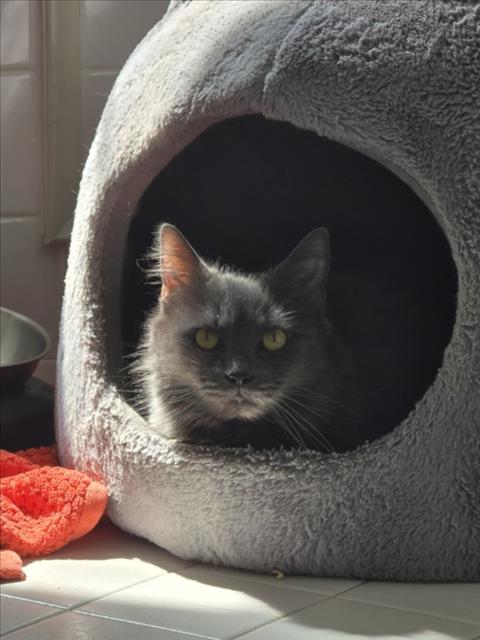 Enlarge SMOKEY, a Adoptable Domestic Medium Hair in Derwood, MD image 1/1