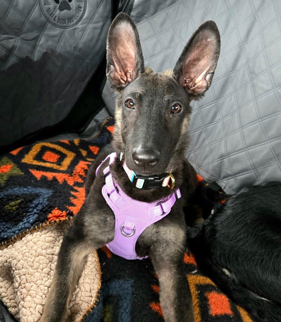 Penny aka Mary, Adoptable, Young Female German Shepherd Dog.