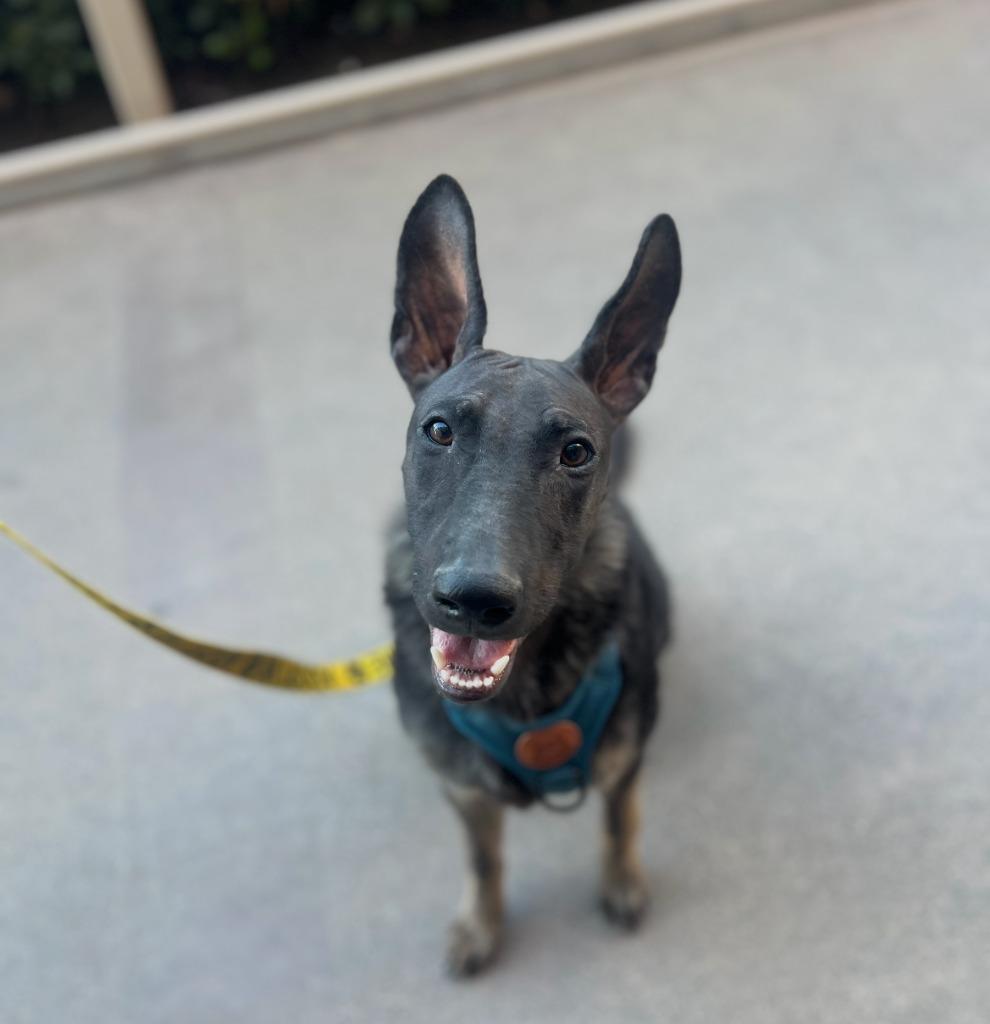 Penny aka Mary, a Adoptable mixed breed in El Cajon, CA image 4/4