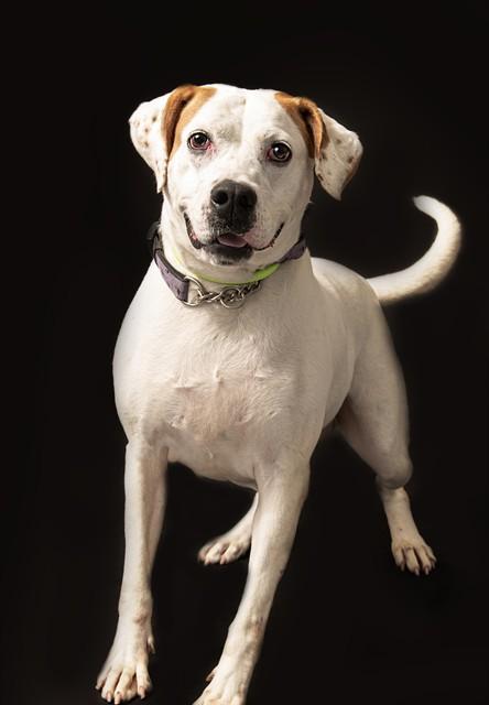 BELLA, Adoptable, Adult Female American Bulldog & Mixed Breed.
