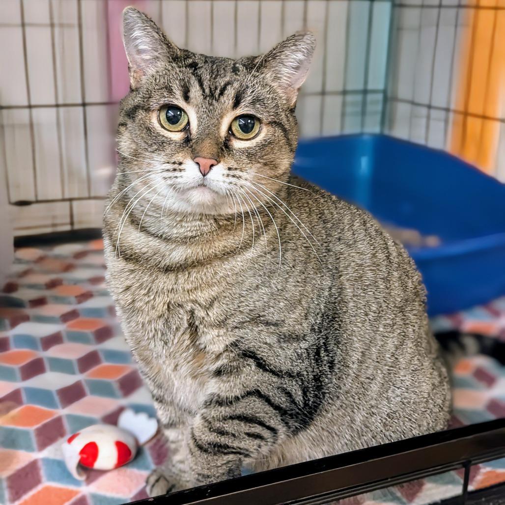 Enlarge Celery, a Adoptable Domestic Short Hair in Buffalo, NY image 1/2