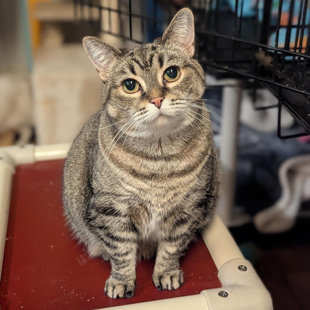 Enlarge Celery, a Adoptable Domestic Short Hair in Buffalo, NY image 2/2