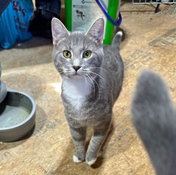 Tippy, a Adoptable Domestic Short Hair in Marion, NC image 1/2