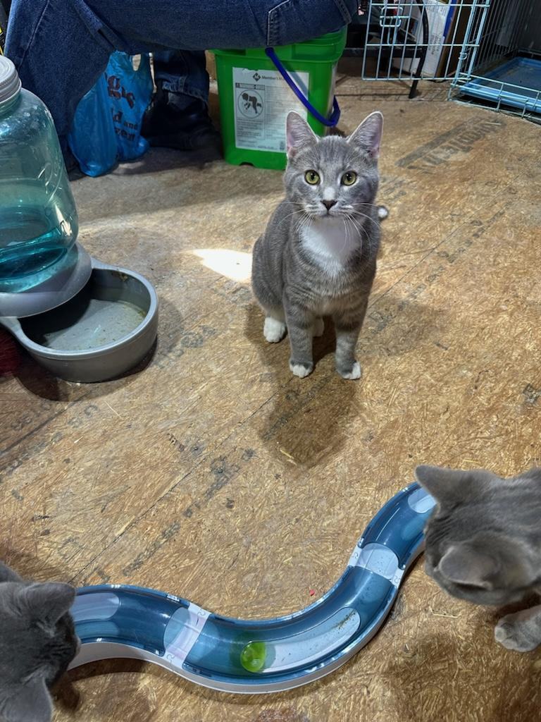 Tippy, a Adoptable Domestic Short Hair in Marion, NC image 2/2