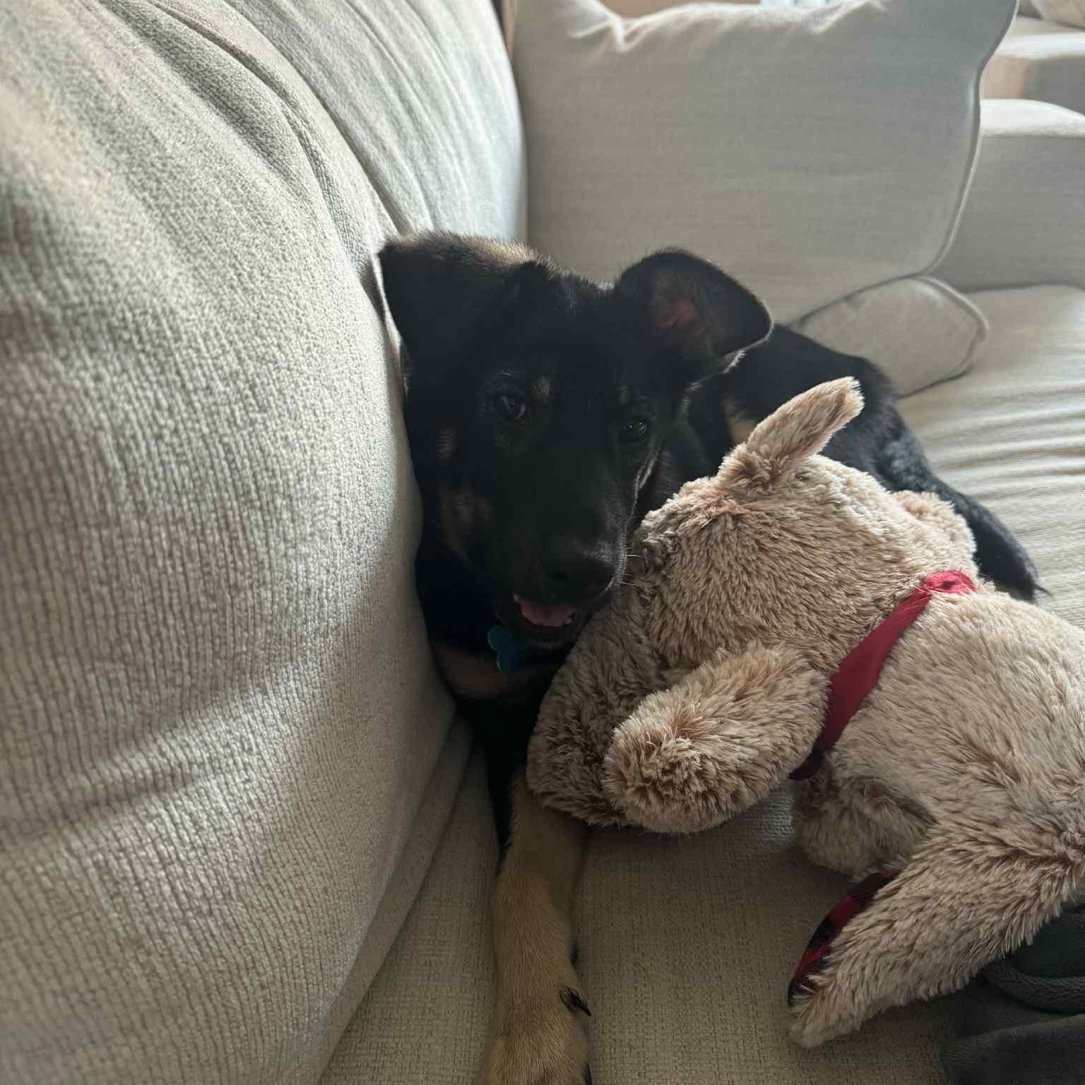 Enlarge Sage, a Adoptable mixed breed in DeKalb, IL image 2/4