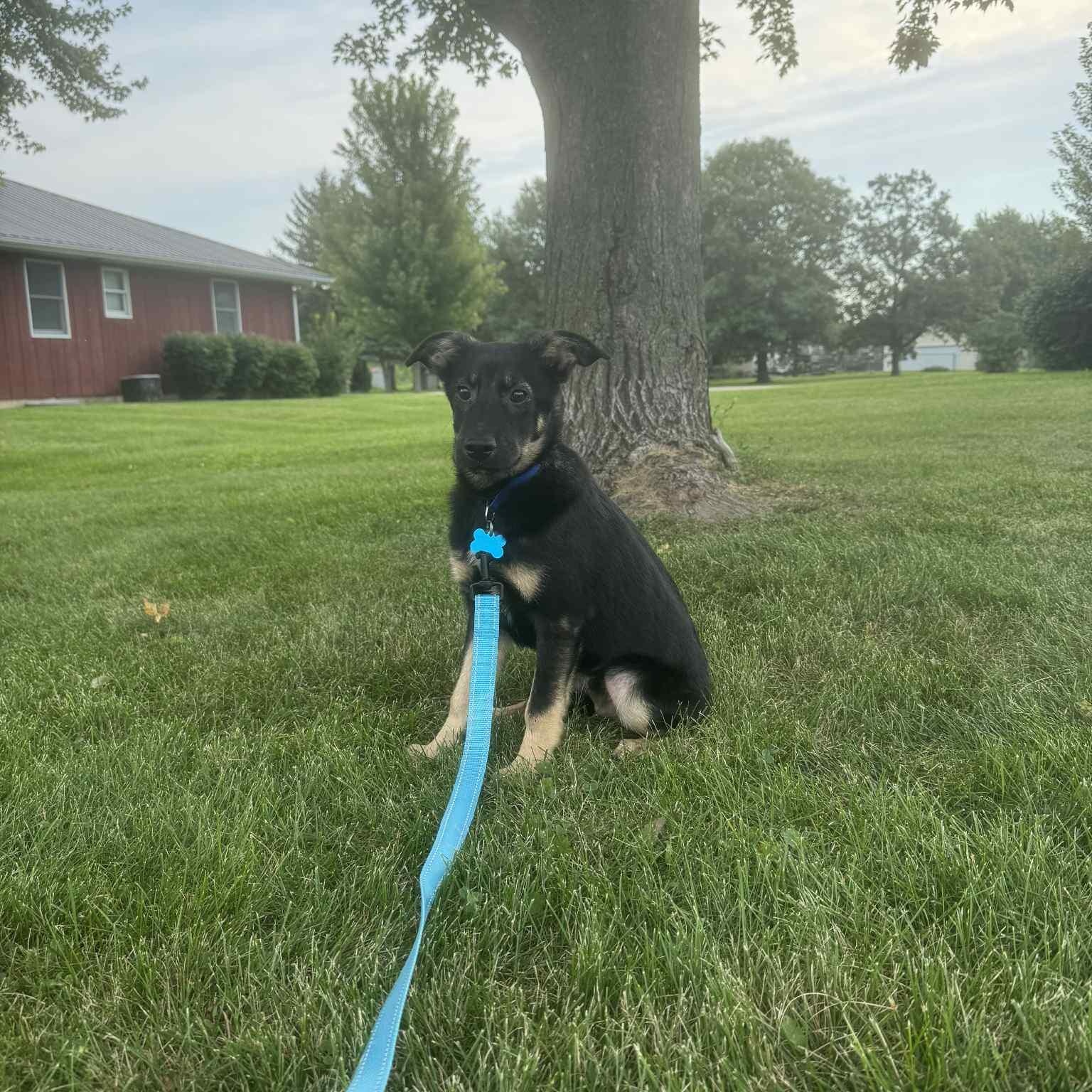 Enlarge Sage, a Adoptable mixed breed in DeKalb, IL image 4/4