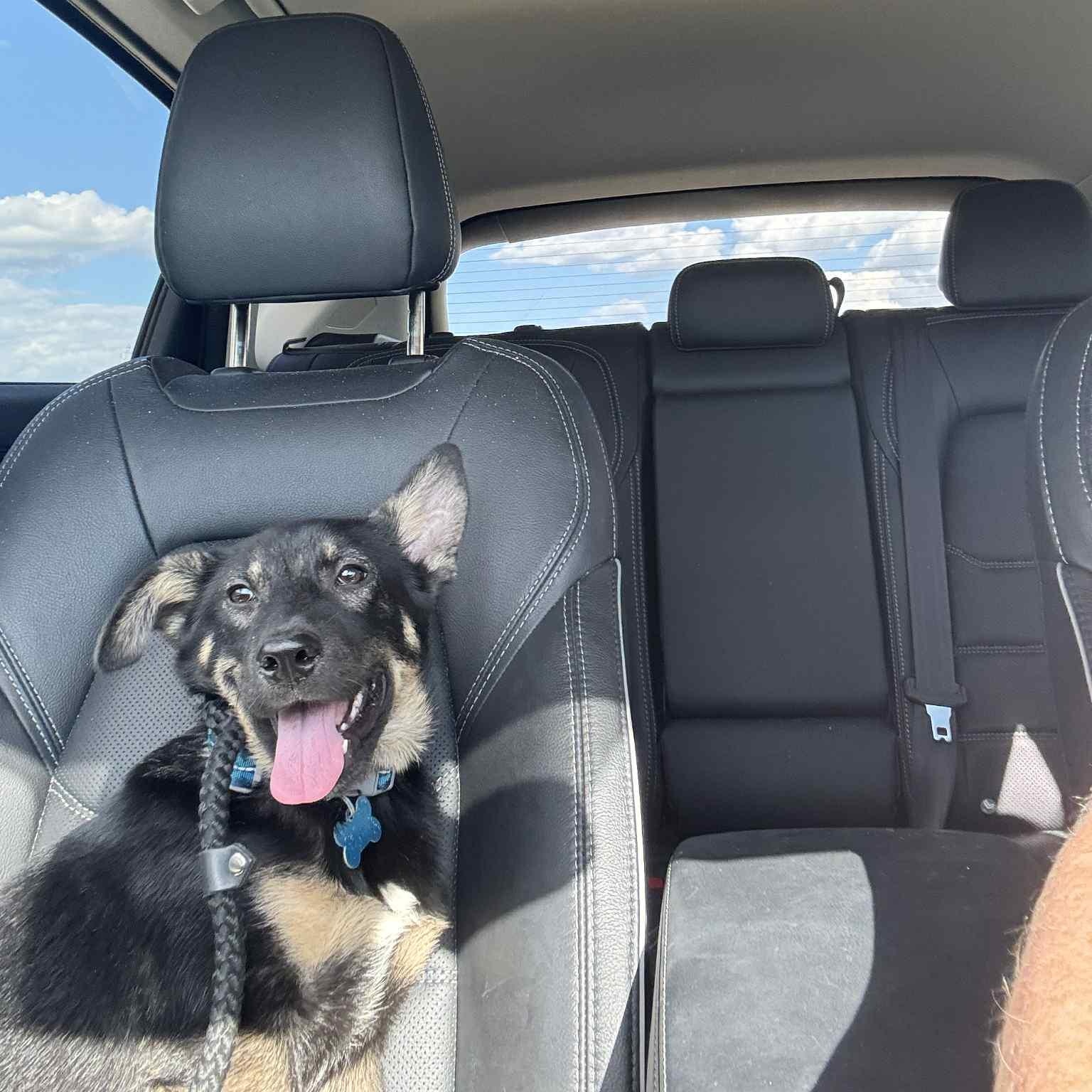 Enlarge Sage, a Adoptable mixed breed in DeKalb, IL image 3/4