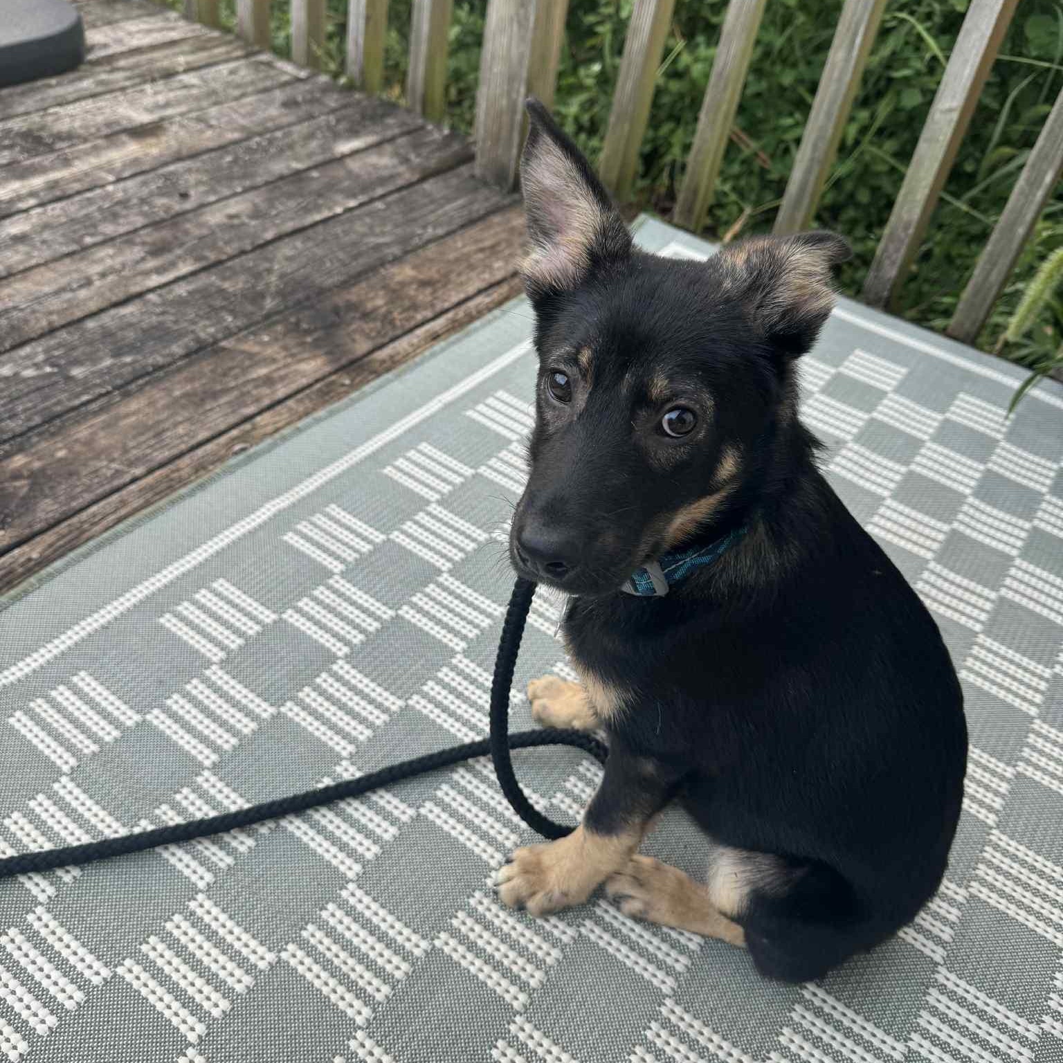 Sage, Adoptable, Puppy Male Shepherd.