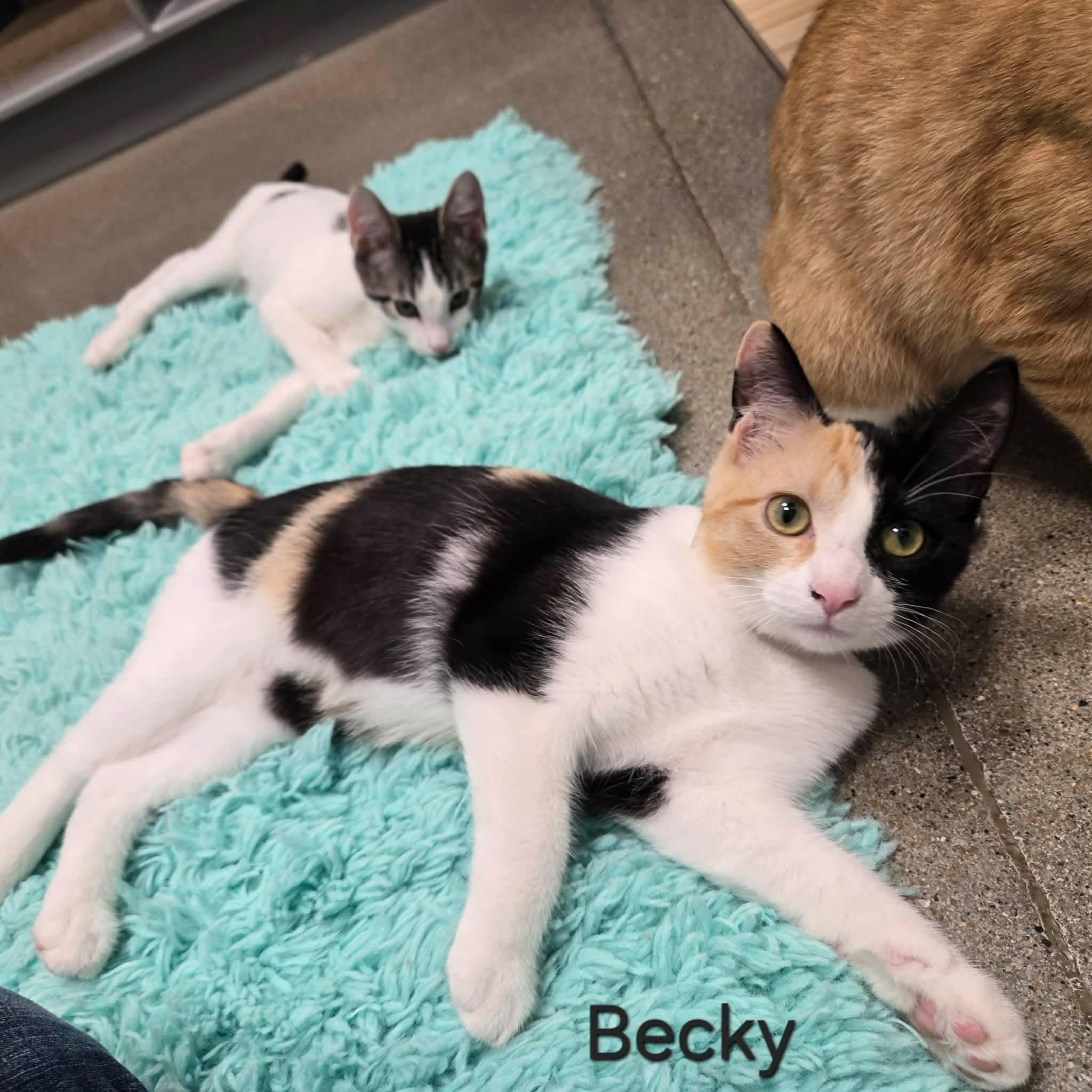 Becky, adopted, Kitten Female Domestic Short Hair.