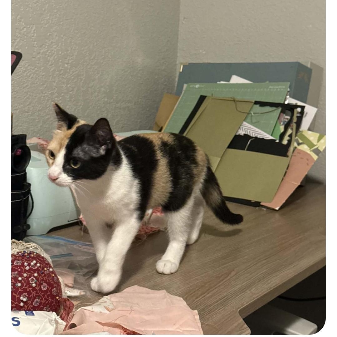 Becky, an adopted Domestic Short Hair in Sedalia, MO image 2/2